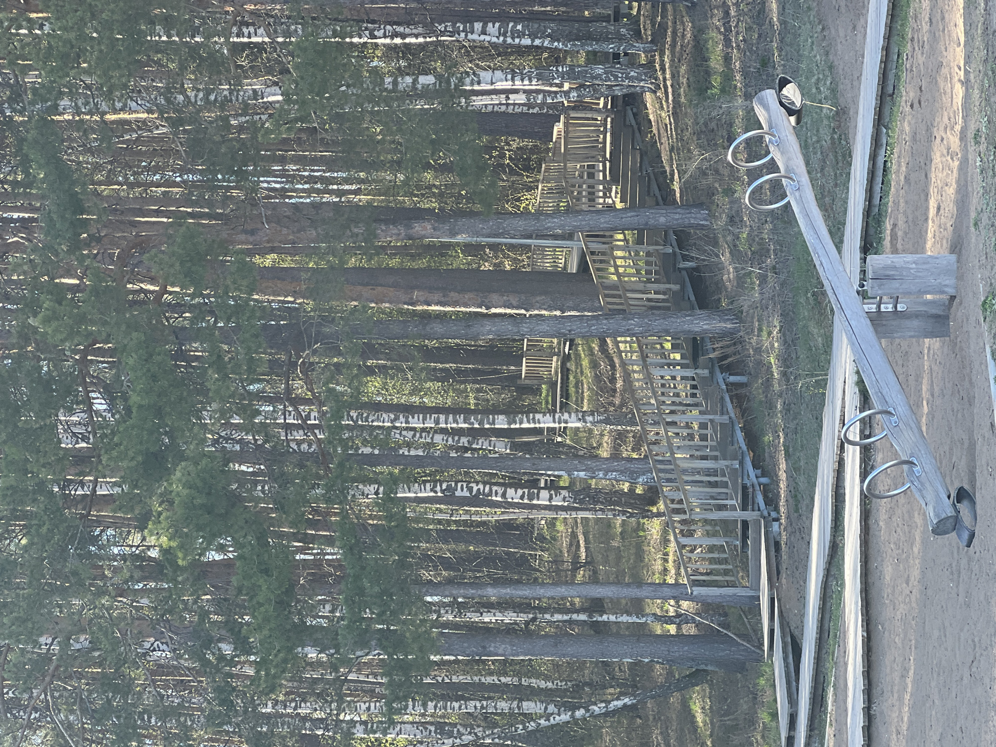This image shows a seesaw situated next to a wooden staircase structure in a wooded area. The surrounding environment consists of numerous tall trees, likely a forest or park setting. The ground appears to be a mix of dirt and sand. Given the request for location, it can be inferred that this scene is likely in or around the city of Chaikovsky, Russia, although specific landmarks are not clearly visible in the image to confirm this with certainty.