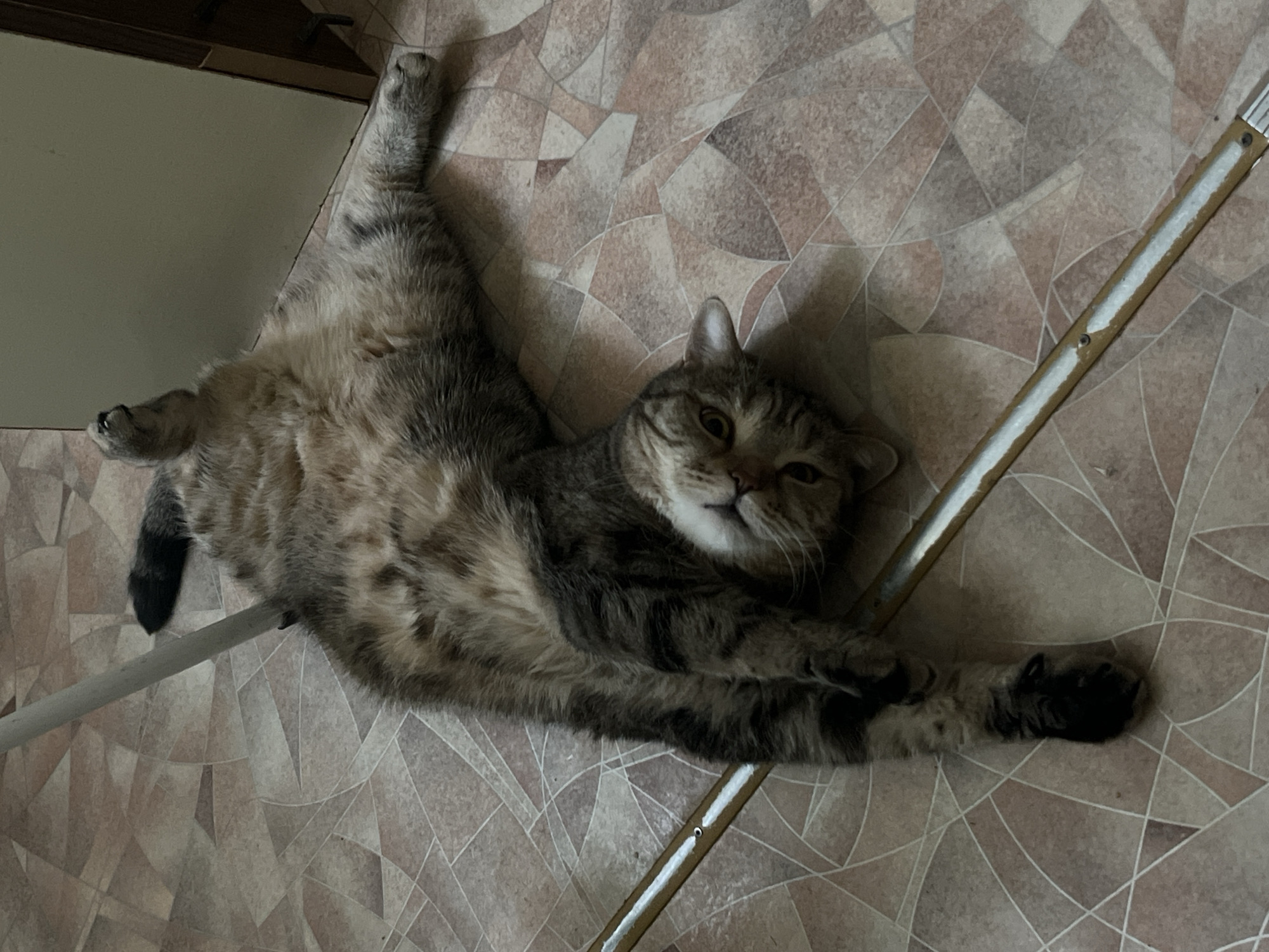 A tabby cat is lying on its back on a tiled floor. The cat is positioned diagonally across the frame with its head near the top right corner and its hind legs extended upwards to the top left. The cat has a dark tabby pattern with brown, black, and grey markings. One hind leg is fully extended, while the other is slightly bent. The cat's front paws are also extended, with one paw displaying black toes. The cat's facial expression is relaxed, with its eyes partially closed. A metal bar runs diagonally across the image, partially obscuring the cat's body. The floor is covered with brown and beige tiles arranged in a geometric pattern. The background is out of focus, but a wooden cabinet is visible in the upper left corner. Based on geolocation data, the photo was taken in the city of Chaikovsky, Russia.