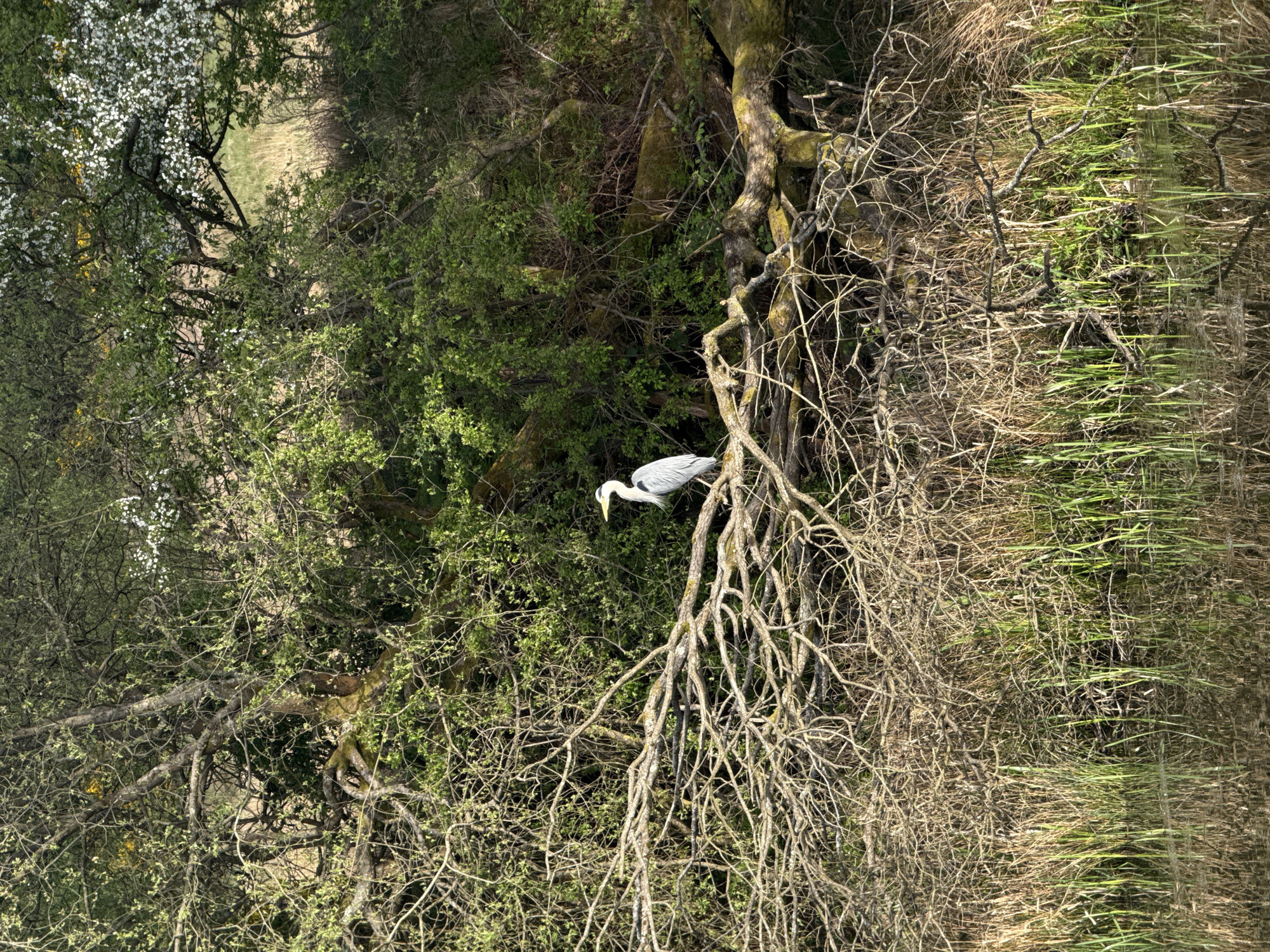 A heron is perched on a leafless branch in a wooded area, near a body of water. The water's surface reflects the vegetation, blurring the boundary between land and water. The location is Unknown, Unknown.