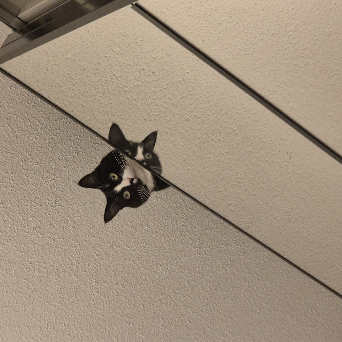 An indoor scene depicts a black and white tuxedo cat peering from behind a reflective surface. The cat's head and upper chest are visible in the upper central portion of the image, positioned against a light-colored, textured wall or ceiling. Its green eyes are open, and it faces directly forward. A prominent diagonal line, representing the edge of a mirror or glass panel, cuts across the image from the upper right to the lower left. The cat's reflection is visible in this mirror, specifically its head and ears, appearing inverted and slightly to the right of the actual cat. The reflected surface and the background directly behind the cat appear to be of similar light coloration and texture. No identifiable features within the image ascertain a specific location within the city of Strasbourg, France; the environment is consistent with a private residential or commercial interior.