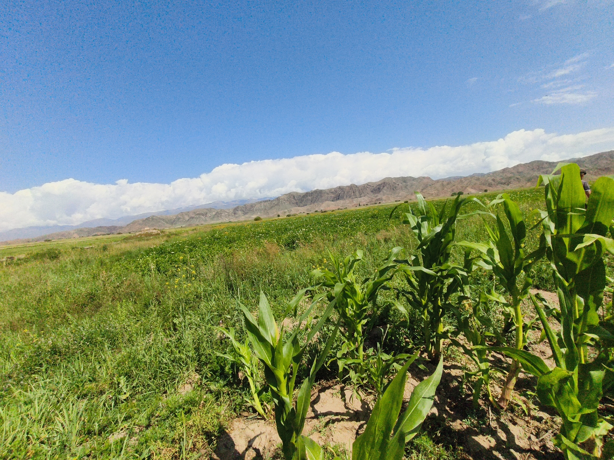The image captures a rural landscape under a bright blue sky with scattered white clouds. In the foreground, a patch of young corn stalks stands on dry, brown soil. Behind the corn, a vast field of green vegetation, interspersed with small yellow flowers, stretches towards distant mountains. These mountains, rugged and arid, are covered in shadows cast by the clouds. The overall scene depicts an agricultural area in Kongorchok, Kyrgyzstan, characterized by open fields, cultivated crops, and a mountainous backdrop. There are no visible people actively engaged in any task, though a partial figure of a person is visible in the background on the far right, partially obscured by the corn stalks.