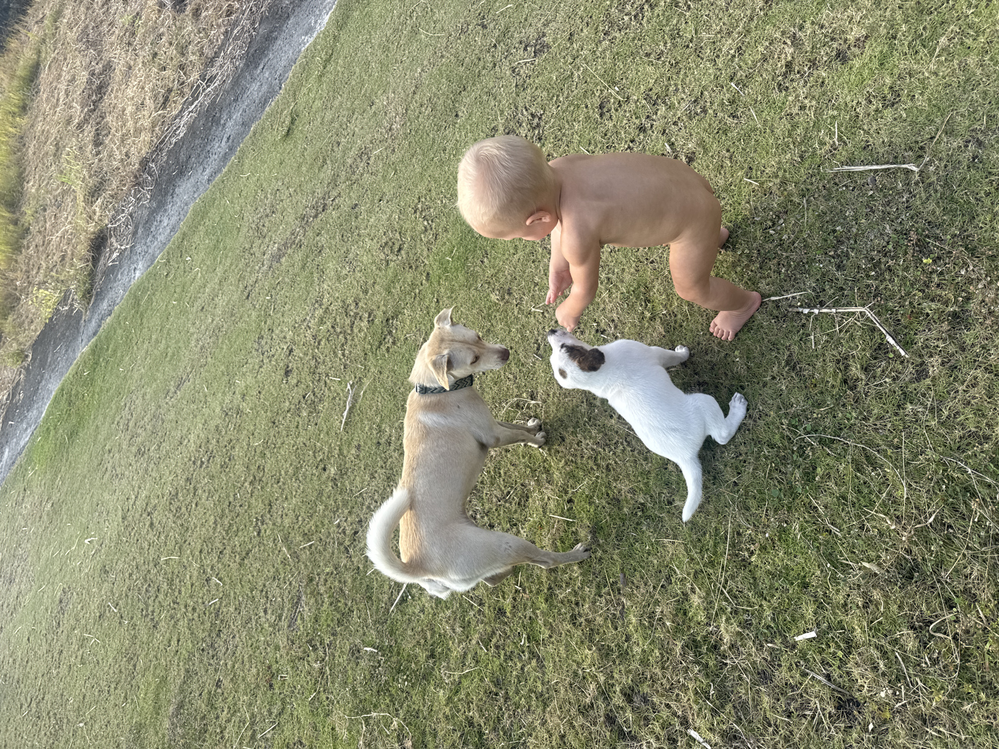 The image captures a tender interaction between a baby and two dogs on a sunny, grassy outdoor area. A barefoot toddler, wearing only a diaper, stands with a slight bend, reaching its hands down towards a small white dog with brown patches. This smaller dog is standing on its hind legs, looking up at the baby, seemingly in anticipation or play. To the left, a larger, light-brown dog with a dark collar sits upright, observing the interaction between the baby and the smaller dog.
The setting is an open patch of green grass, bathed in bright sunlight, indicating a clear, daytime scene, likely late morning or afternoon. On the far left side of the frame, a distinct diagonal border separates the manicured green grass from a strip of darker, drier earth or a path, which then transitions into an area of dry, yellowish vegetation. The overall atmosphere conveys a sense of curious and gentle engagement between the young child and its canine companions. There is no visible text in the image. The location context for this scene is Mengwi, Indonesia.