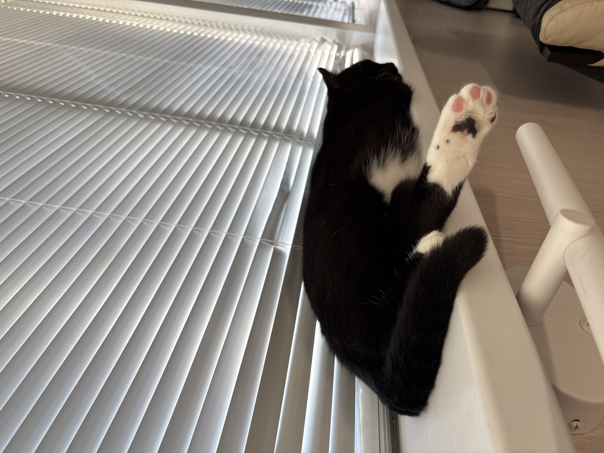 A black and white cat is asleep on a windowsill in Petrozavodsk, Russia, with its head facing the window blinds. The cat has white fur on its chest and paws, with one paw visible, showing pink toe beans and dark spots. The windowsill is white, and a white radiator or pipe is visible below it. The blinds are horizontal and white, allowing light to filter through. The background is slightly blurred, suggesting an indoor setting.