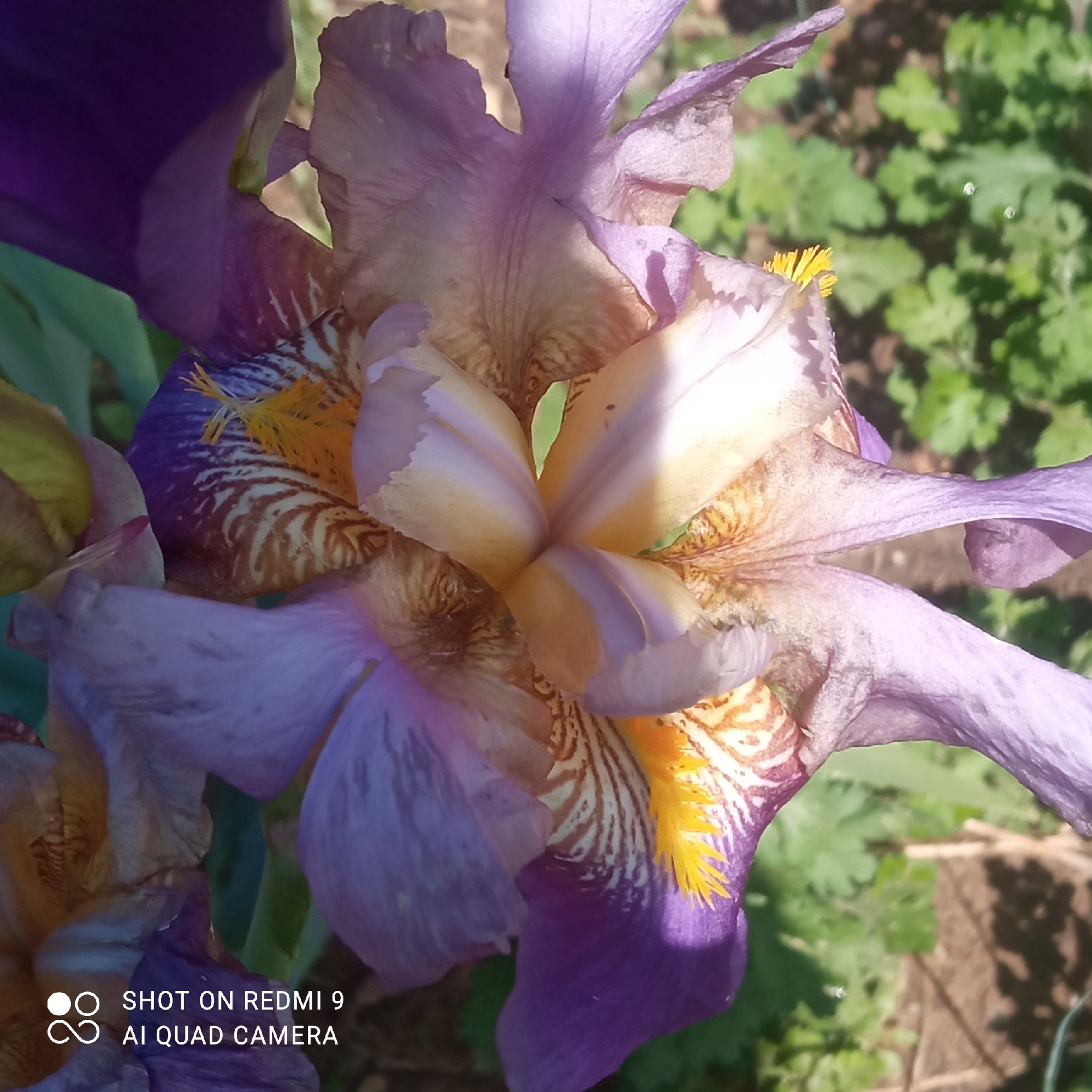 The image presents a vibrant, close-up view of a bearded iris flower, likely captured outdoors in Ольховка, Russia, during bright daylight. The flower is the central subject, filling most of the frame. Its petals display a rich palette of colors, featuring shades of purple and lavender on the upper standards, and a mix of purple, cream, and yellow on the lower falls.
Notable details include the intricate venation on the falls, which shows distinctive brown and purple stripes against a lighter background. Each fall also features a prominent, textured bright yellow "beard" near its center. The heart of the flower reveals complex internal structures with soft yellow and pale lavender hues, highlighted and shadowed by the direct sunlight.
The background is softly blurred, indicating a shallow depth of field, and primarily consists of lush green foliage and some earthy brown tones, suggesting a garden or natural environment. The strong highlights and shadows on the petals point to a sunny, clear day. There are no people visible, and no specific activity or event is taking place other than the flower being in bloom. In the bottom left corner, the text "SHOT ON REDMI 9" and "AI QUAD CAMERA" is visible as a watermark.