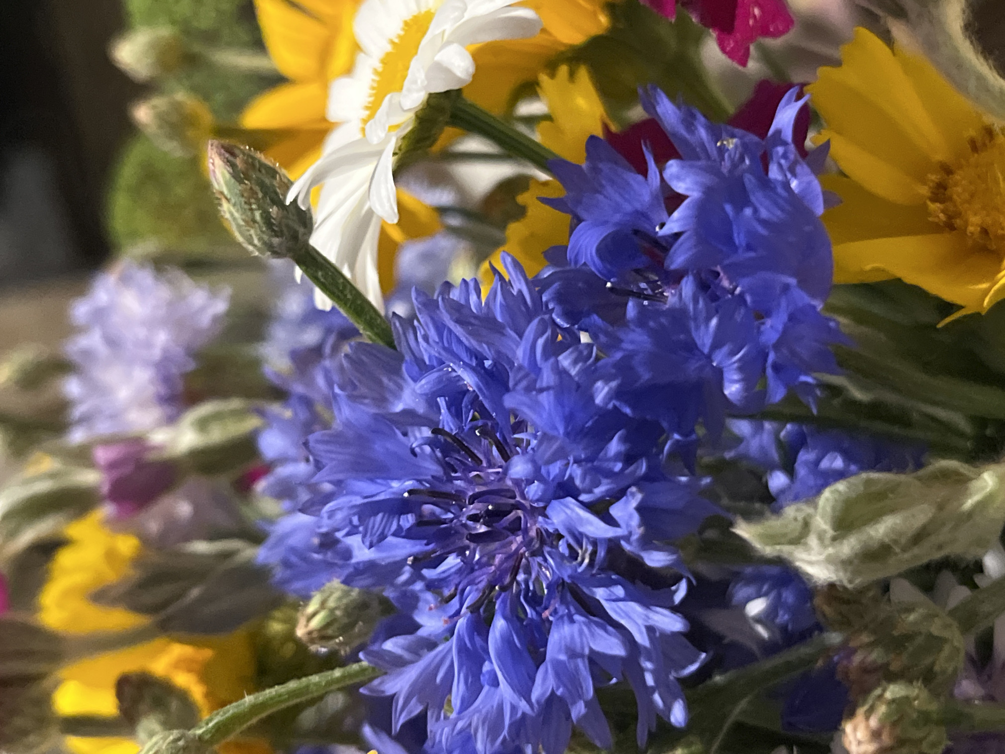 The image is a close-up, horizontal, eye-level shot of a bouquet of wildflowers. The bouquet contains several species of flowers, primarily in shades of blue, yellow, white, and purple, with some greenery and buds interspersed. A large, vibrant blue cornflower is in the foreground, its delicate petals fanned out. To its right, a white daisy with a yellow center is partially visible. Several yellow wildflowers with multi-petaled centers are also present, along with hints of purple flowers in the background. The lighting is somewhat dim, casting a soft glow on the flowers. The overall impression is that of a natural, rustic arrangement. There are no people or animals visible in the image. The location is specified as the city of Dnipro, Ukraine, though no specific landmarks or environmental cues in the image confirm this.