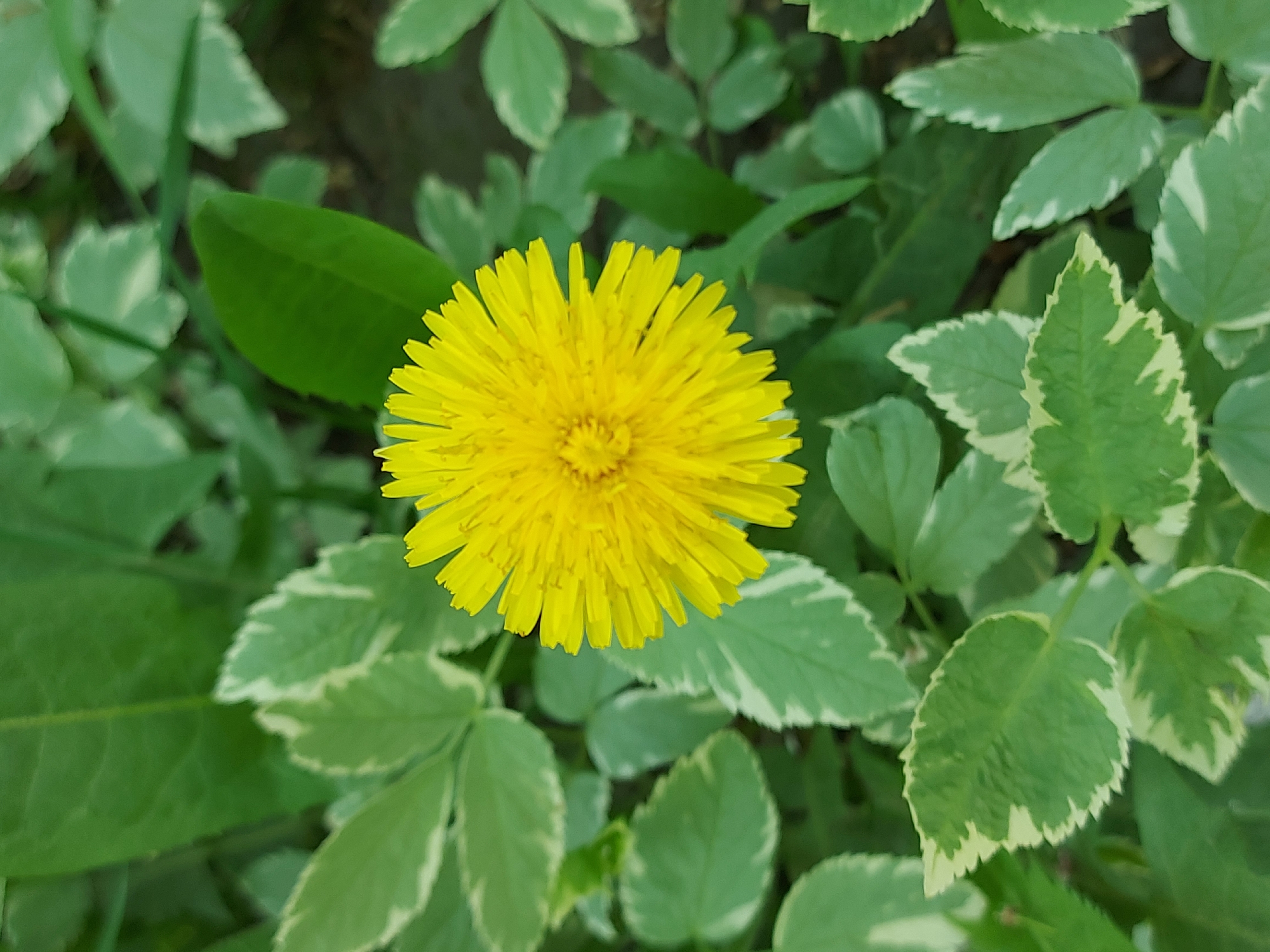 A close-up, overhead shot captures a bright yellow dandelion flower in full bloom. The flower is the central subject, its numerous petals radiating from a dense center. The dandelion is surrounded by green foliage, the leaves exhibiting a variegated pattern with white edges. The scene is likely outdoors in a natural setting, though the specific location within Chaikovsky, Russia cannot be determined solely from the image. No people, actions, or interactions are depicted. The environment consists of the flower and its surrounding vegetation.