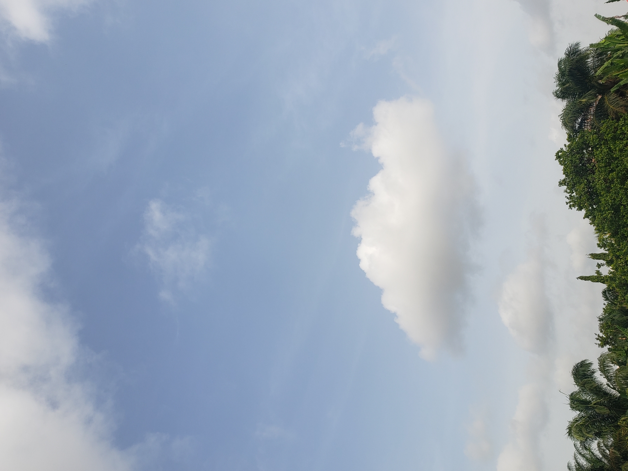 The image displays an outdoor scene dominated by the sky and natural vegetation, oriented in portrait mode. The upper left and central portions of the frame feature a clear, light blue sky, indicating fair weather. Scattered across the sky are various cloud formations: wispy, thin white clouds are visible in the top left and bottom left corners, while a larger, brighter white cumulus cloud stands prominently in the mid-right area, well-defined against the blue.
Along the entire right edge of the image, a dense vertical band of lush green foliage is visible. This includes the characteristic fronds of palm trees, particularly noticeable in the bottom right, mixed with other broadleaf trees of varying shades of green, suggesting a rich, tropical or subtropical environment consistent with Adonkolo, Nigeria. The bright illumination of the clouds and the sky indicates that the photograph was taken during the daytime, likely late morning or early afternoon. There are no people, man-made objects, or specific activities captured in the frame, presenting a serene and natural landscape. No text is visible.