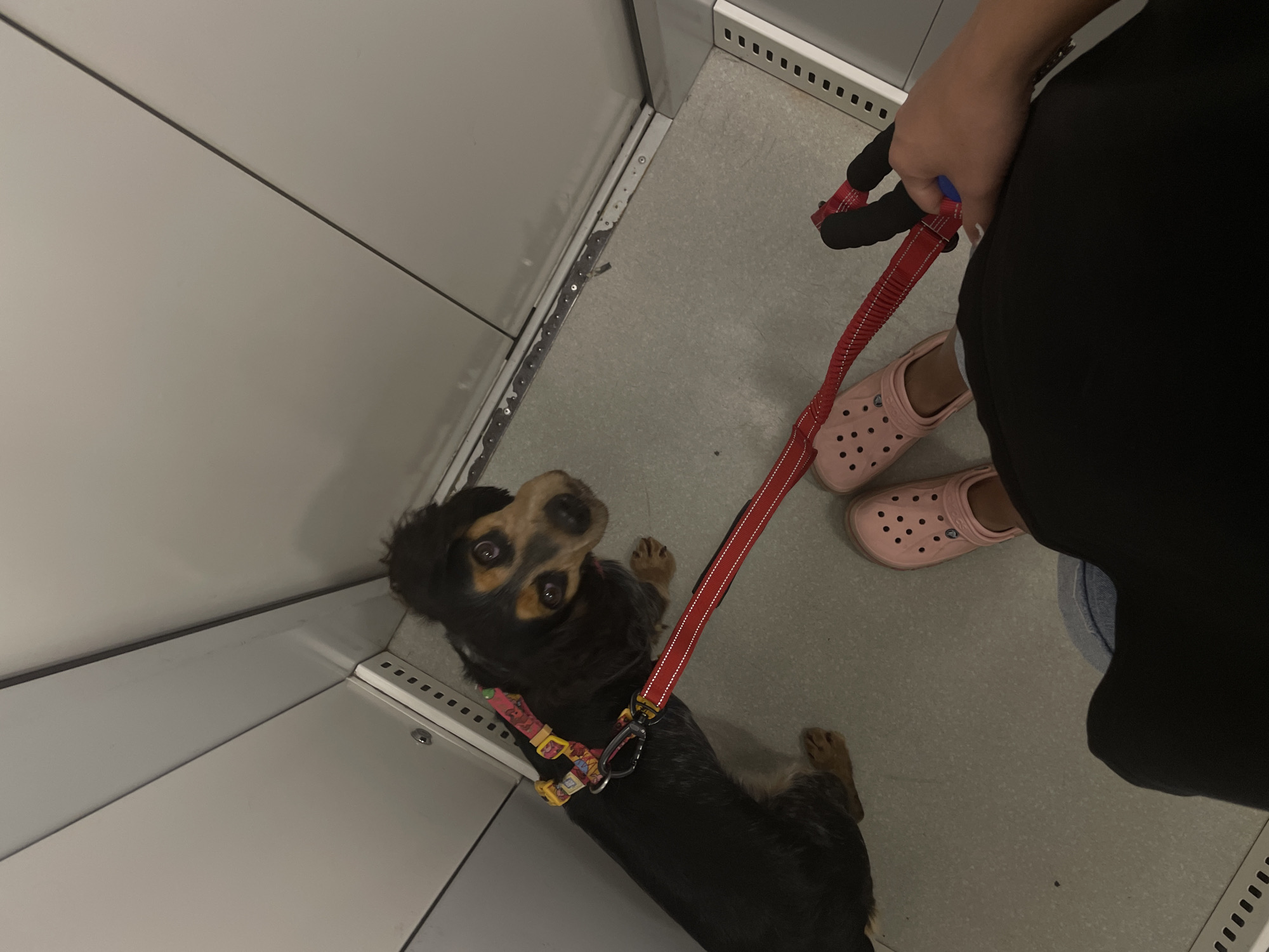 An eye-level, medium shot shows a person holding a red leash attached to a dog's harness. The dog, a medium-sized breed with black and tan fur, sits on a light gray floor in a confined space. The walls of the space appear to be made of a light-colored material, possibly metal or laminate, with visible seams and perforations. The person is wearing pink Crocs and dark pants. The dog is looking up towards the camera. The scene takes place in an elevator or a small room with limited space.
