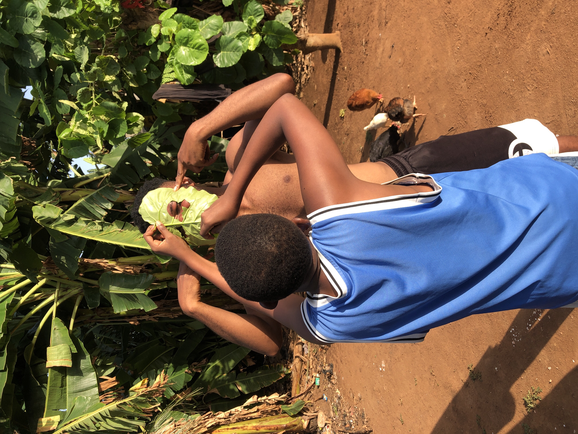 A top-down, sunlit shot shows a person, with a young black male wearing a blue t-shirt with white trim next to him, placing a large green leaf, with holes cut for eyes, on the face of a topless black male who is lying on his back on reddish-brown soil. To the left is dense green foliage, some of which appears to be banana trees, while behind the person are several chickens of various colors. The location is in the city of Unknown, Unknown.