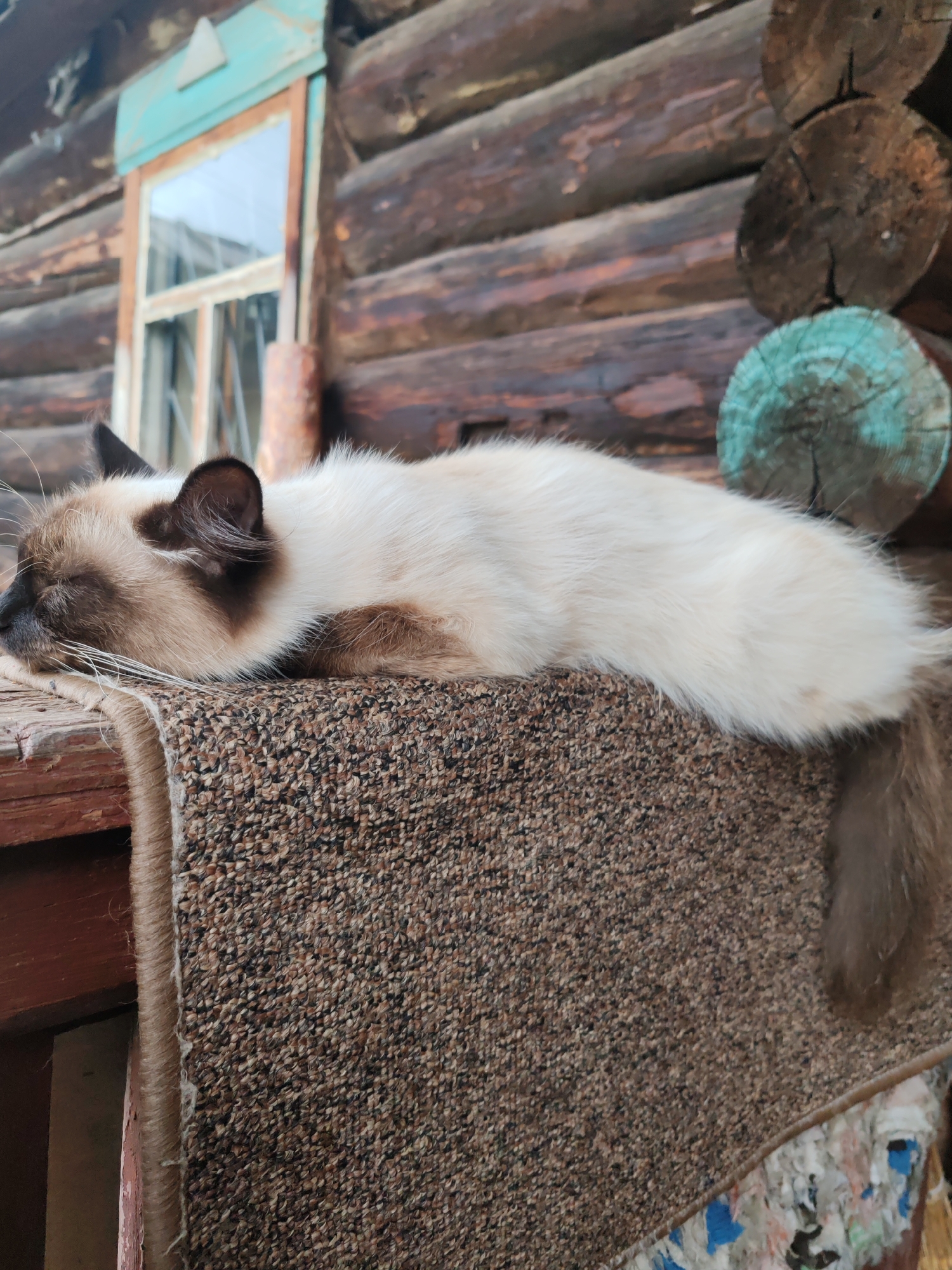 A light-colored cat with dark brown markings on its face and ears is sleeping on a textured brown rug that is placed on a wooden surface. The cat is positioned horizontally, with its head resting on its paws. In the background, a rustic log cabin with a wooden window is visible. The logs are rough-hewn and vary in color from dark brown to reddish-brown. Some of the log ends are visible, with one end painted a faded turquoise color. The overall setting appears to be outdoors, likely in a rural area. The location is specified as Kashino, Russia.