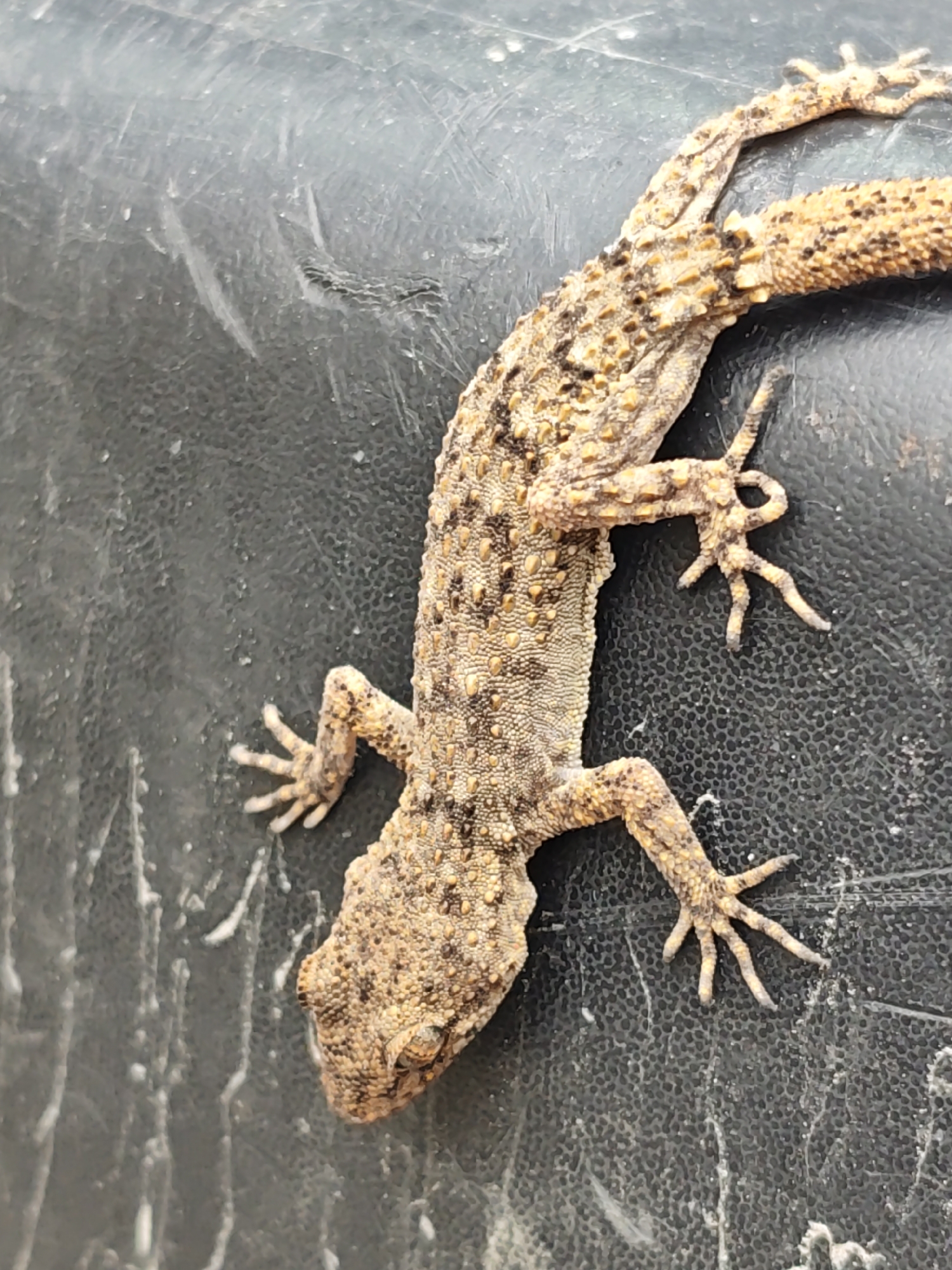 A brown and tan gecko with yellow spots is clinging to a textured, dark gray or black surface. The gecko is positioned diagonally across the frame, with its head towards the lower left and its tail extending to the upper right. The gecko has five toes on each foot, and its skin appears bumpy. The surface the gecko is on appears to be a type of rubber or plastic material.