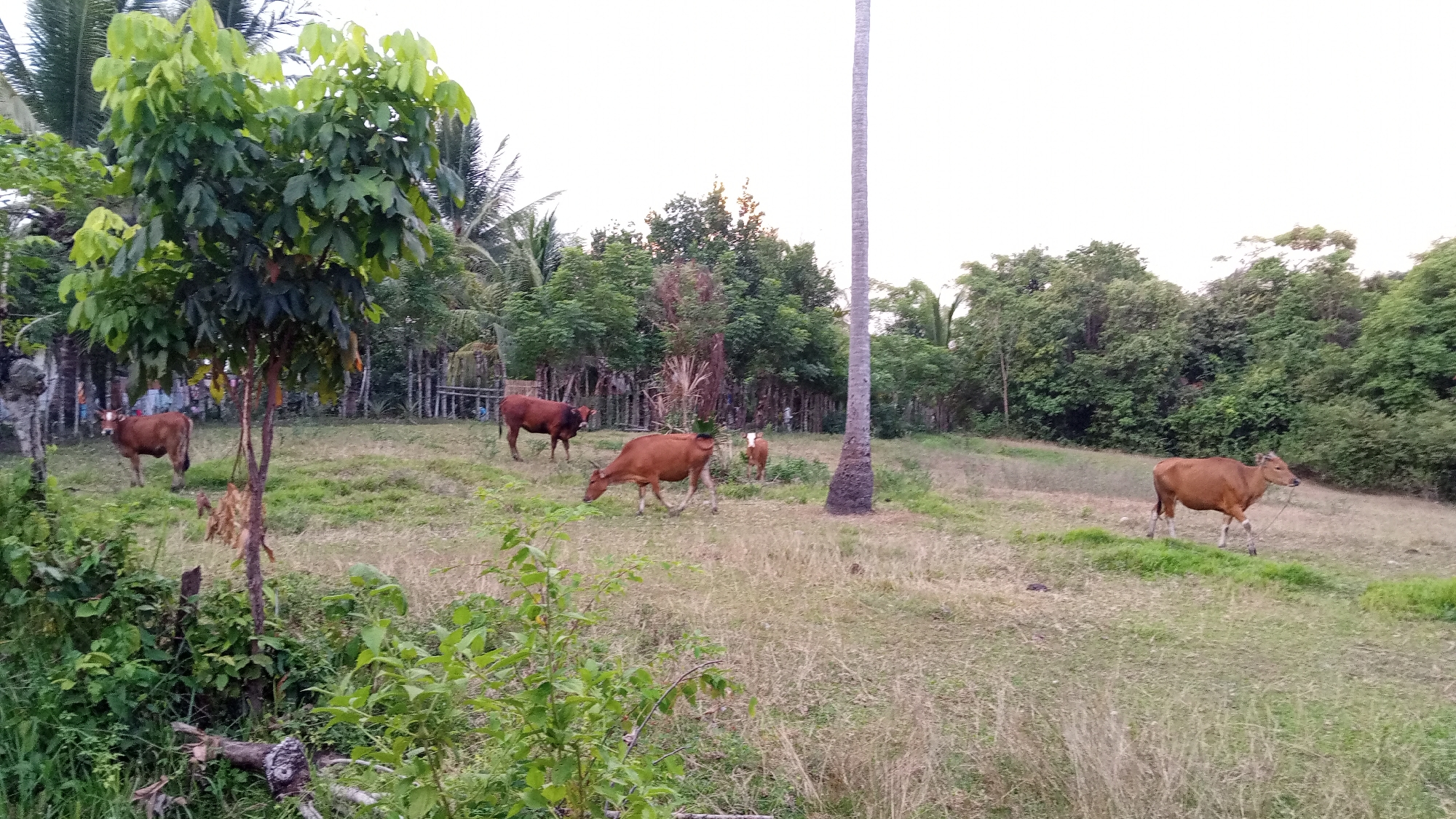 This media file depicts a pastoral scene in Cotjrat, Indonesia. The main subjects are several brown cows grazing in a grassy field. The setting is rural, with lush green trees and vegetation forming a dense background. A tall, slender palm tree stands prominently to the right of the frame. The ground is covered in dry, golden-brown grass, indicative of a dry season.
In the foreground, to the left, there is a leafy green tree with a thin trunk. Behind it, a glimpse of what appears to be a small building or structure can be seen, along with a few indistinct figures that could be people. Several cows are scattered across the field. One cow on the far left stands facing away from the camera, while another in the center is grazing with its head down. A smaller calf stands near the center-right, and a larger cow walks across the right side of the field.
The time of day appears to be late afternoon or early evening, suggested by the soft, diffused light and the subtle warmth in the sky, which is a pale, hazy white. The weather seems calm and clear, with no visible clouds. The overall mood is tranquil and serene, capturing a typical rural Indonesian landscape. There is no visible text in the image.