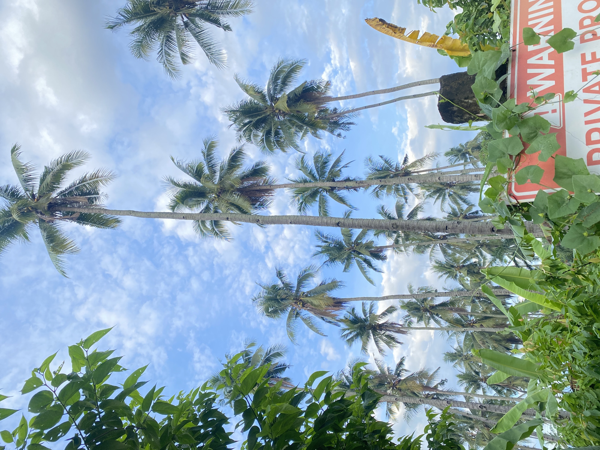 The image depicts a view of a lush tropical area, likely in Davao City, Philippines, characterized by numerous tall coconut palm trees reaching towards a bright blue sky dotted with white, fluffy clouds. In the foreground, vibrant green foliage, including large banana leaves and smaller plants, creates a dense undergrowth. A prominent orange and white warning sign is partially visible at the bottom, with the word "WARNING" clearly legible. Further details on the sign suggest "PRIVATE PRO" which likely indicates "PRIVATE PROPERTY." A weathered, dark-colored stone pillar stands behind the sign, draped with creeping vines. A single, dry, yellow banana leaf is also visible to the right of the pillar. The overall scene conveys a sense of a tropical, possibly undeveloped or private, location within Davao City, with a clear indication of restricted access.