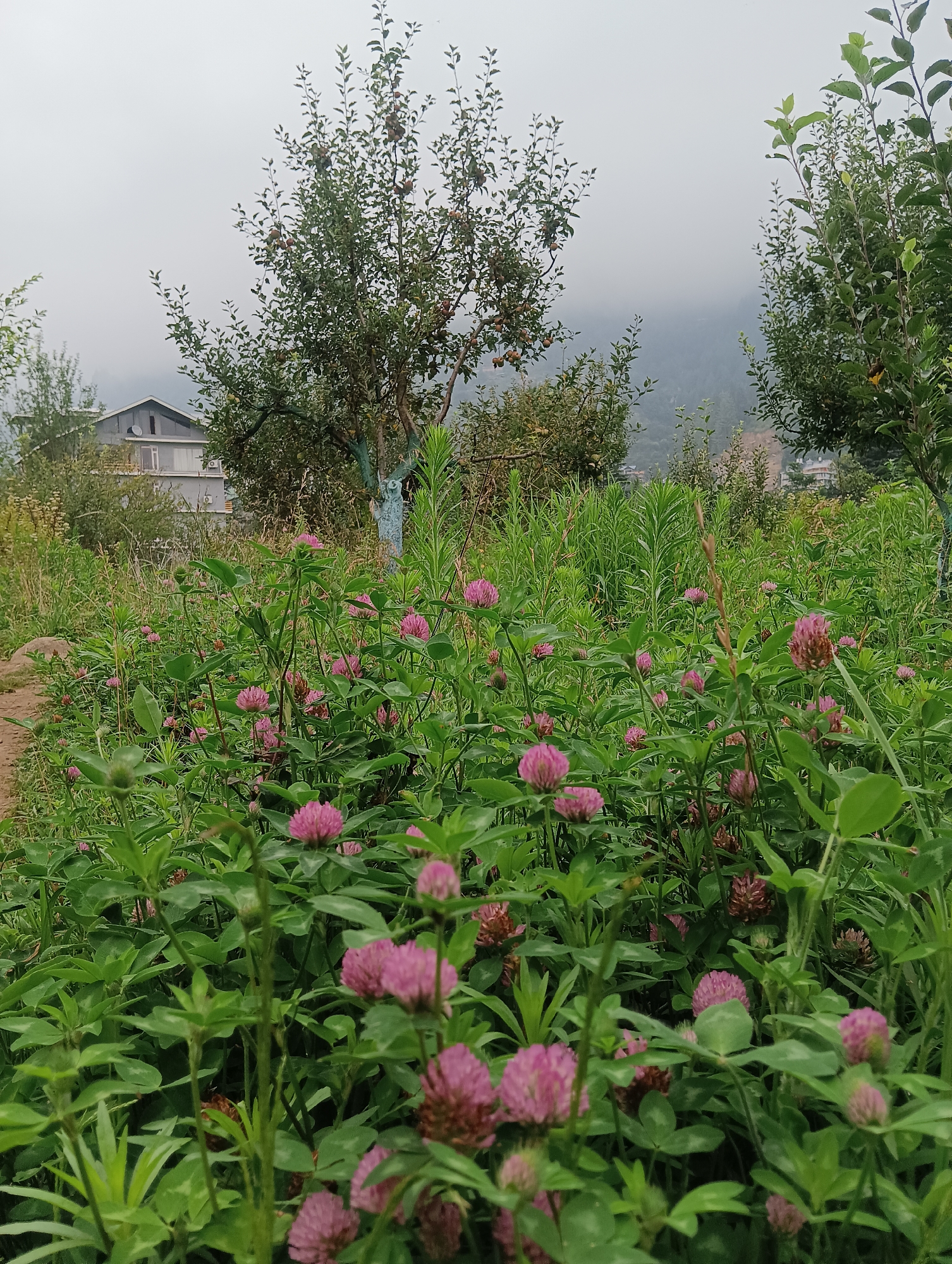 This is an outdoor, medium-shot photograph of a field of red clover flowers in the foreground, with trees and a building in the background. The flowers are in various stages of bloom, with some fully open and others still in bud. The leaves of the clover are a vibrant green, and the flowers are a deep pinkish-purple. In the middle ground, there are several trees, some of which appear to be apple trees, with ripe apples visible on the branches. A building with a gray roof and white walls is partially visible behind the trees. The background consists of rolling hills and a hazy sky, suggesting a cloudy or misty day. The overall impression is one of a natural, rural landscape, possibly on the outskirts of Manali, India.