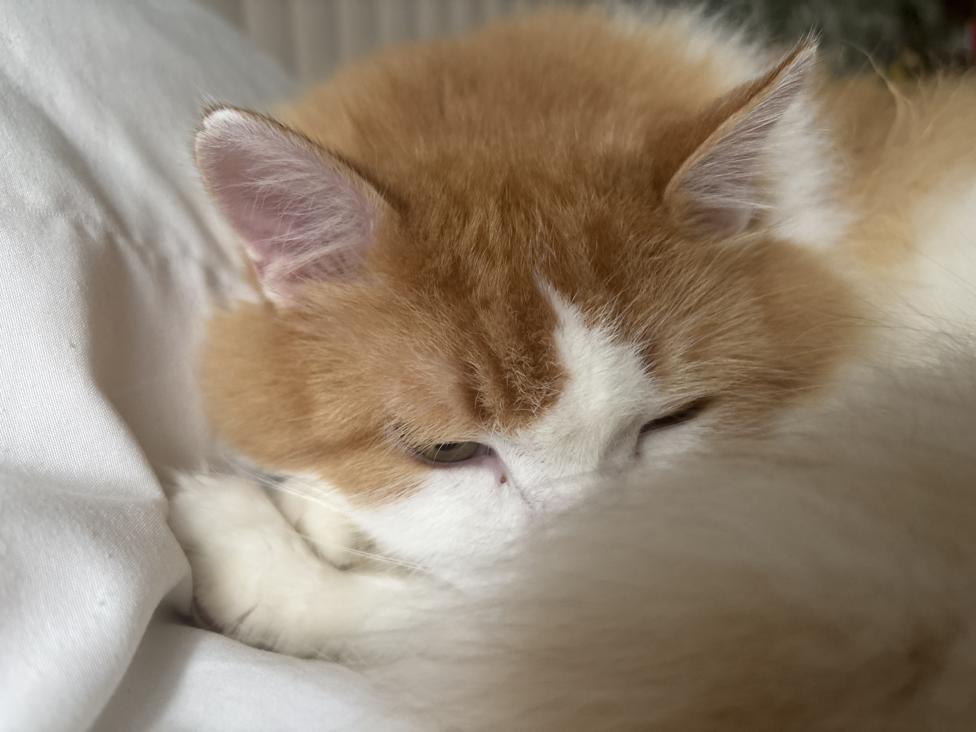 A close-up shot of an orange and white cat, curled up on a white fabric surface. The cat's head is tilted, with its eyes partially closed, and its front paws are tucked underneath its chin. The background is out of focus, but appears to be indoors, possibly a bedroom or living area. The lighting is soft and natural, suggesting it was taken during the day. There are no people or other animals visible in the image. The scene is domestic and peaceful, with the cat appearing to be resting or sleeping. No specific location in Zheleznogorsk, Russia is depicted.