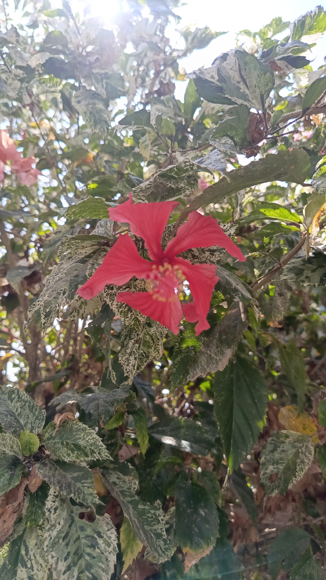 A close-up, vertically oriented photograph captures a vibrant red hibiscus flower in full bloom, centrally positioned amidst a backdrop of variegated green and white leaves. The flower, with its delicate, ruffled petals and prominent yellow stamen, is the focal point, rendered in sharp detail. The surrounding leaves exhibit a mottled pattern of dark green and irregular patches of white, suggesting a possible disease or variegation in the plant. Some leaves show signs of damage, with small holes and torn edges, possibly due to insect activity or natural decay. The lighting suggests an outdoor setting, with sunlight filtering through the foliage, creating bright highlights and casting shadows, hinting at a location in Kebumen, Indonesia, perhaps in a garden or park where hibiscus plants are common. The overall impression is one of natural beauty, with the bright red of the flower providing a stark contrast to the varied greens and whites of the foliage.