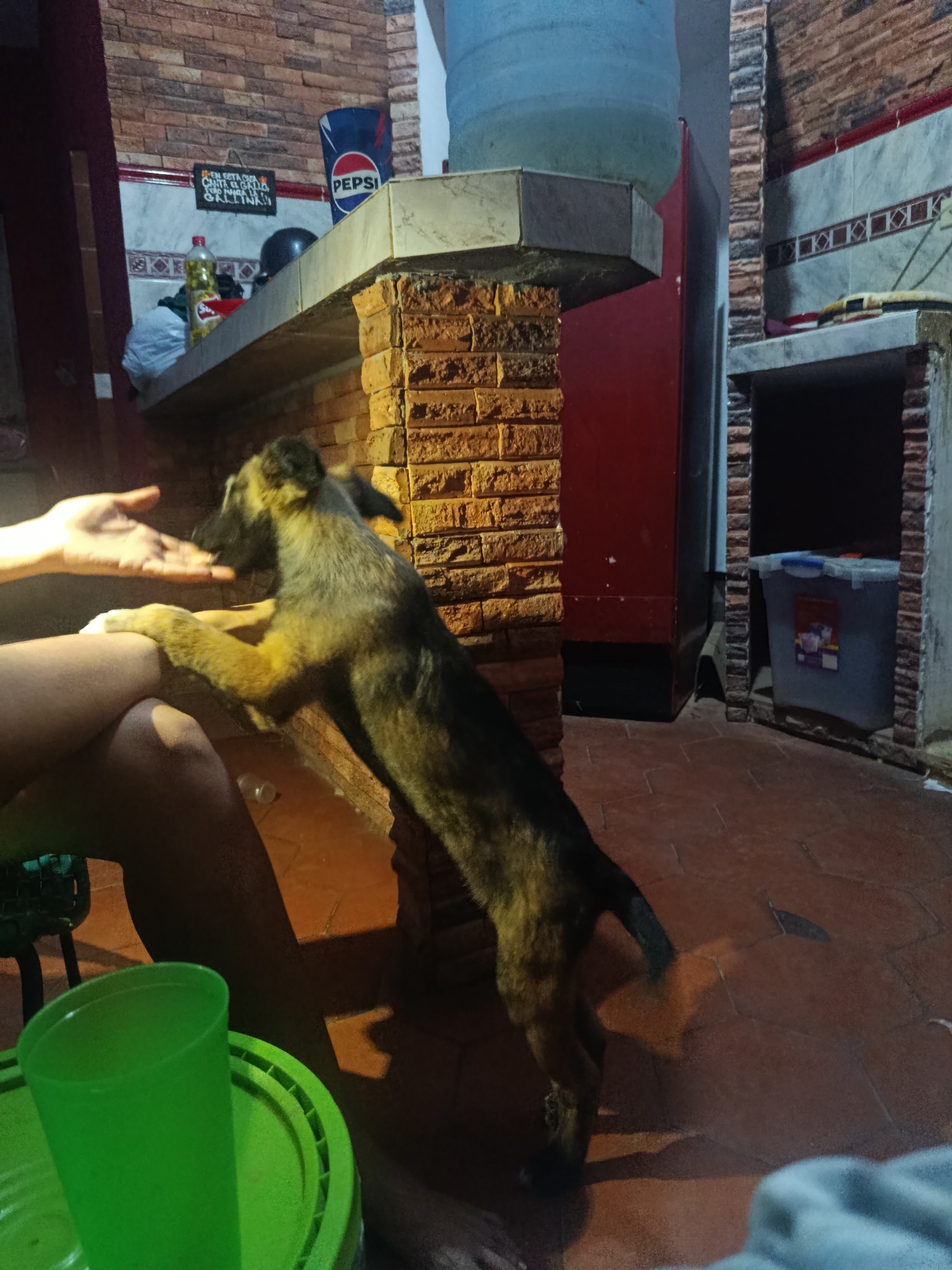 A medium shot depicts a dog in Juan Griego, Venezuela, standing on its hind legs, reaching for a hand extended towards it. The dog is brown and black. The hand is pale. The person is seated. A green cup sits on a green lid in the foreground. Behind the dog is a tiled bar, a red refrigerator, and a tiled niche. Above the bar, there is a Pepsi can, a black helmet, a bottle, and a sign. The floor is covered with red tiles.