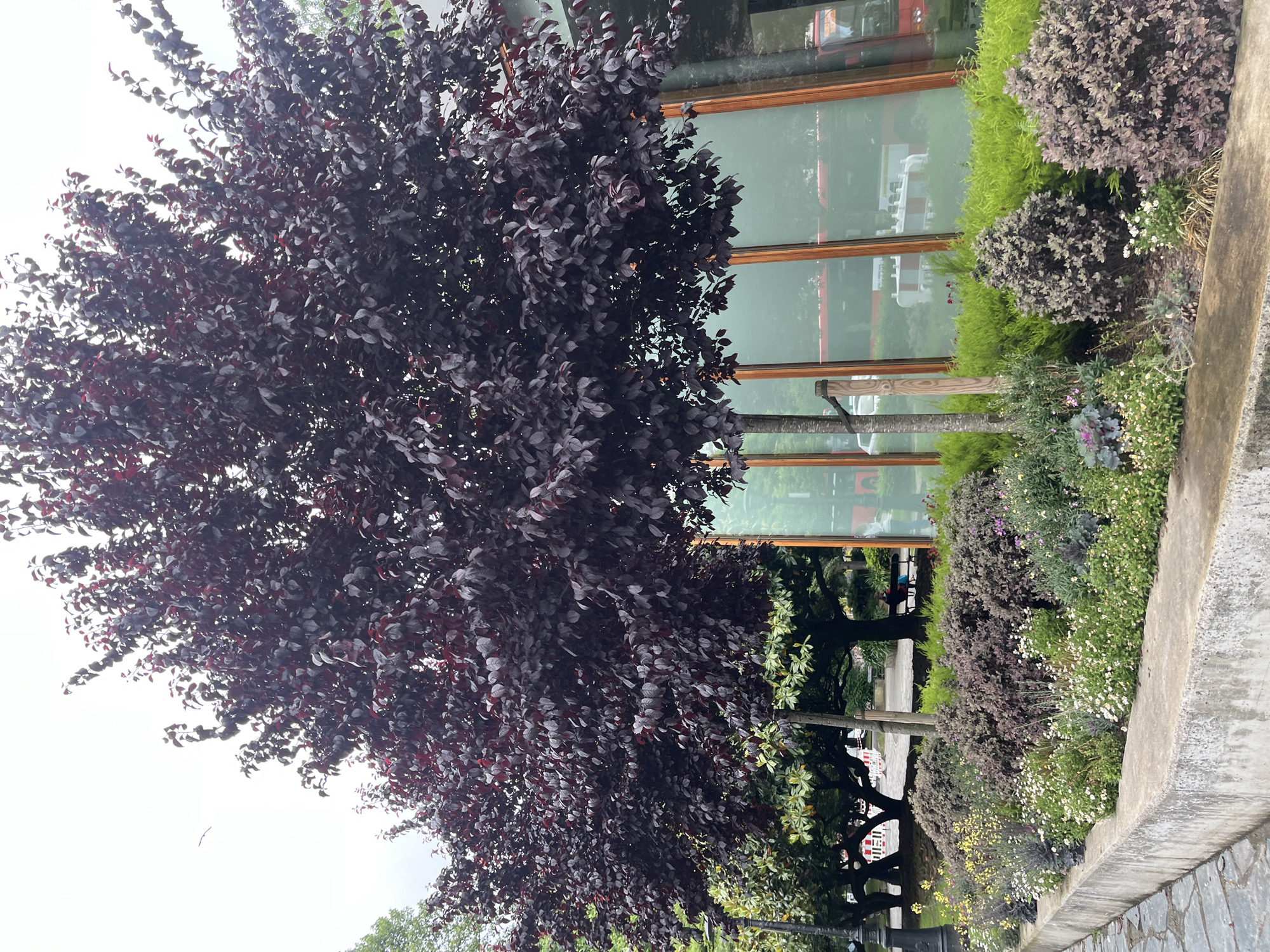This is an outdoor shot in A Coruña, Spain. A tree with dark purple foliage stands on the left, adjacent to a building with large, reflective windows framed in light brown wood. A raised flower bed runs alongside the building, containing a mix of greenery and plants with purple and white flowers. Further down the street, more trees line the sidewalk. A concrete curb separates the flower bed from the pavement. The sky is overcast. The reflections in the windows suggest activity inside the building.