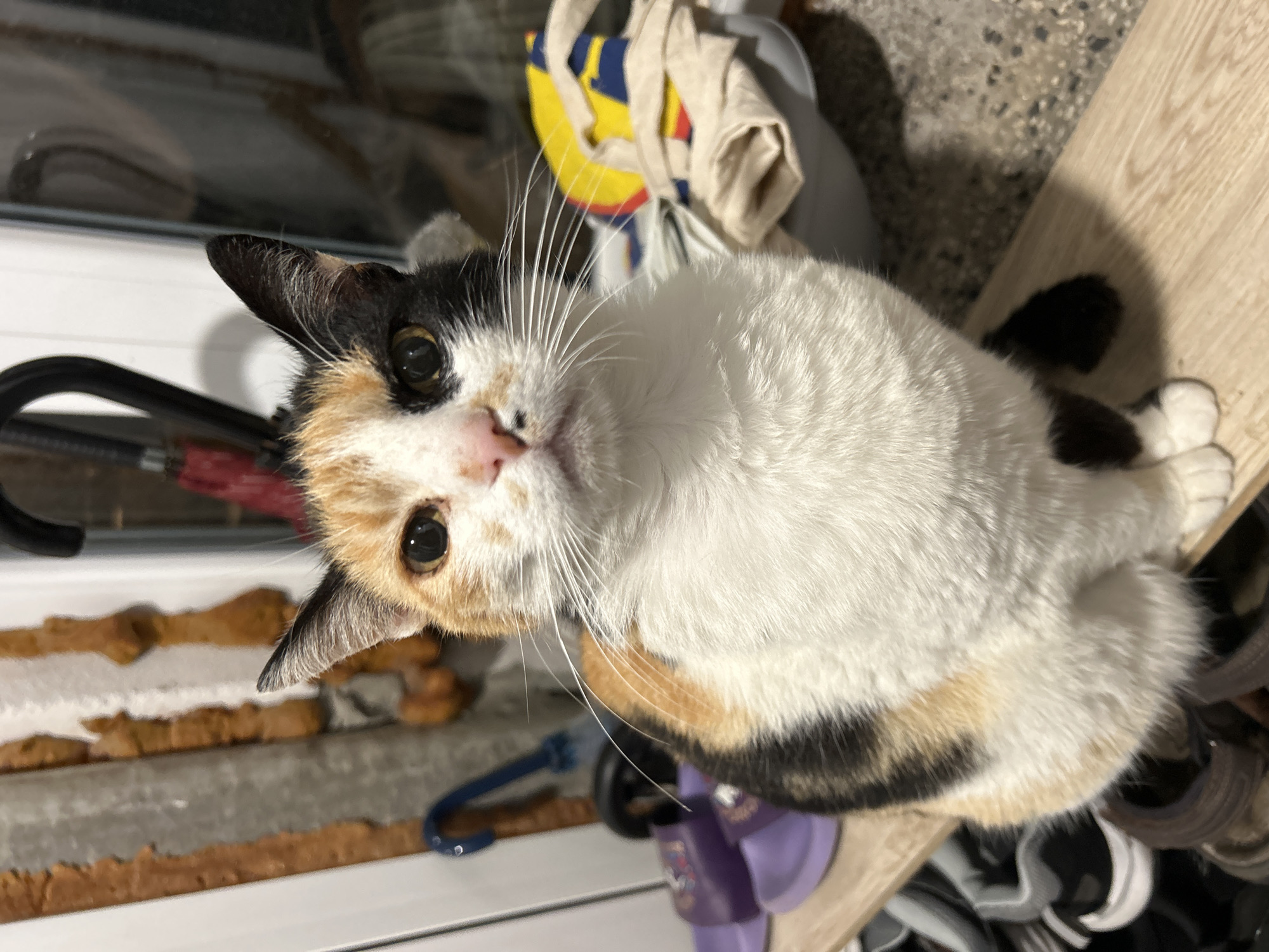 A calico cat is seen from above, lying on a surface covered with various objects including an umbrella, shoes, and a tote bag. The background suggests an indoor environment, possibly a storage area or hallway. There is no information to link this scene to the city of Burgas, Bulgaria.