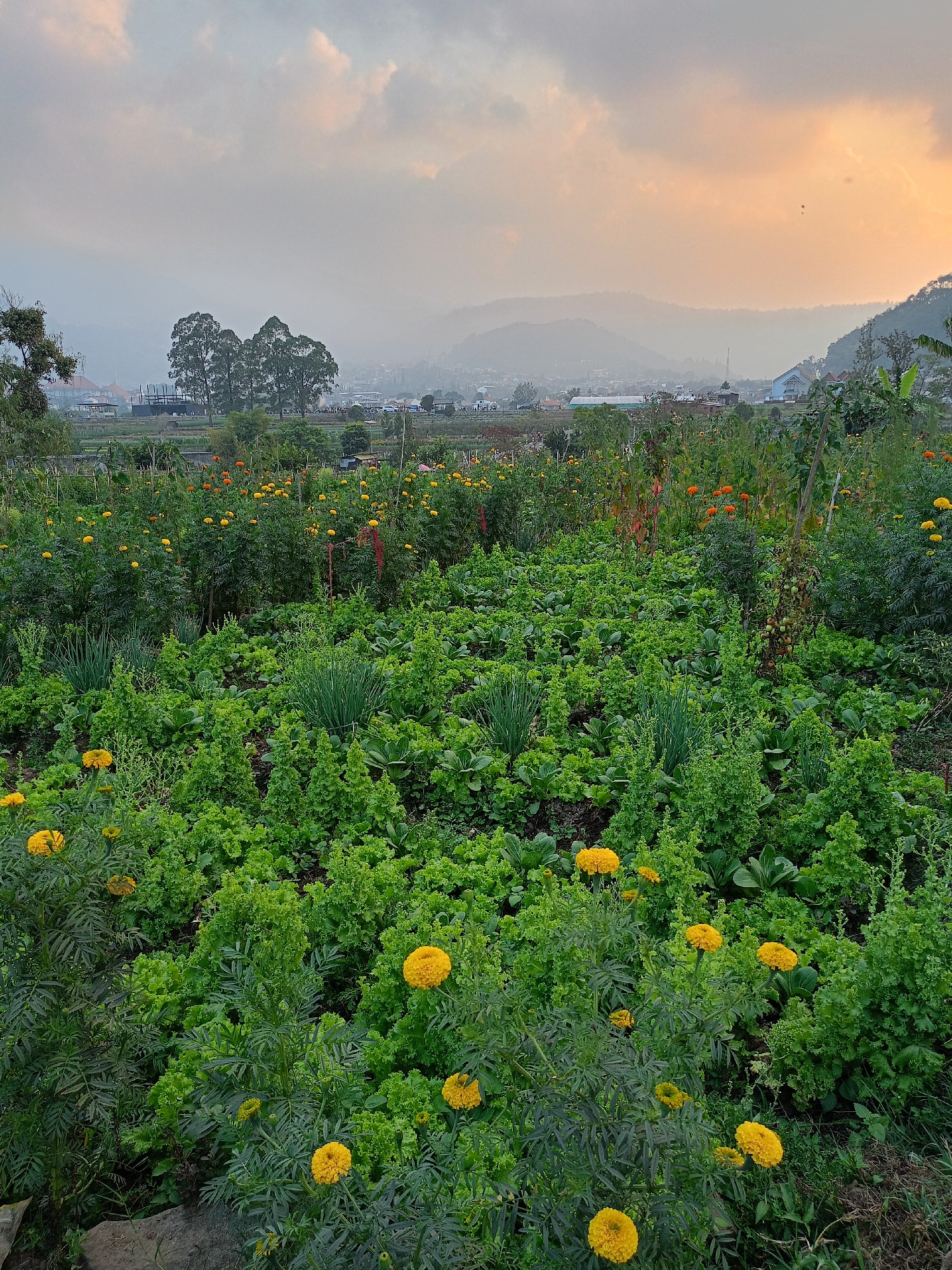 The image depicts a lush garden, likely on the outskirts of Batu, Indonesia, given the agricultural landscape and distant hills. In the foreground, vibrant green lettuce and onions grow in neat rows, interspersed with bright yellow marigolds. The marigolds, with their full, ruffled petals, add pops of color to the verdant scene. Behind the garden, a row of orange flowers, possibly marigolds as well, adds another layer of color. In the middle ground, trees and scattered buildings suggest a small town or village. The background is dominated by rolling hills shrouded in a soft, hazy light, indicative of either dawn or dusk. The sky above is a canvas of muted pastels, with streaks of orange and pink blending into a pale gray, suggesting the transition between day and night. There are no people or animals visible in the frame, and the overall atmosphere is one of peaceful agricultural tranquility.