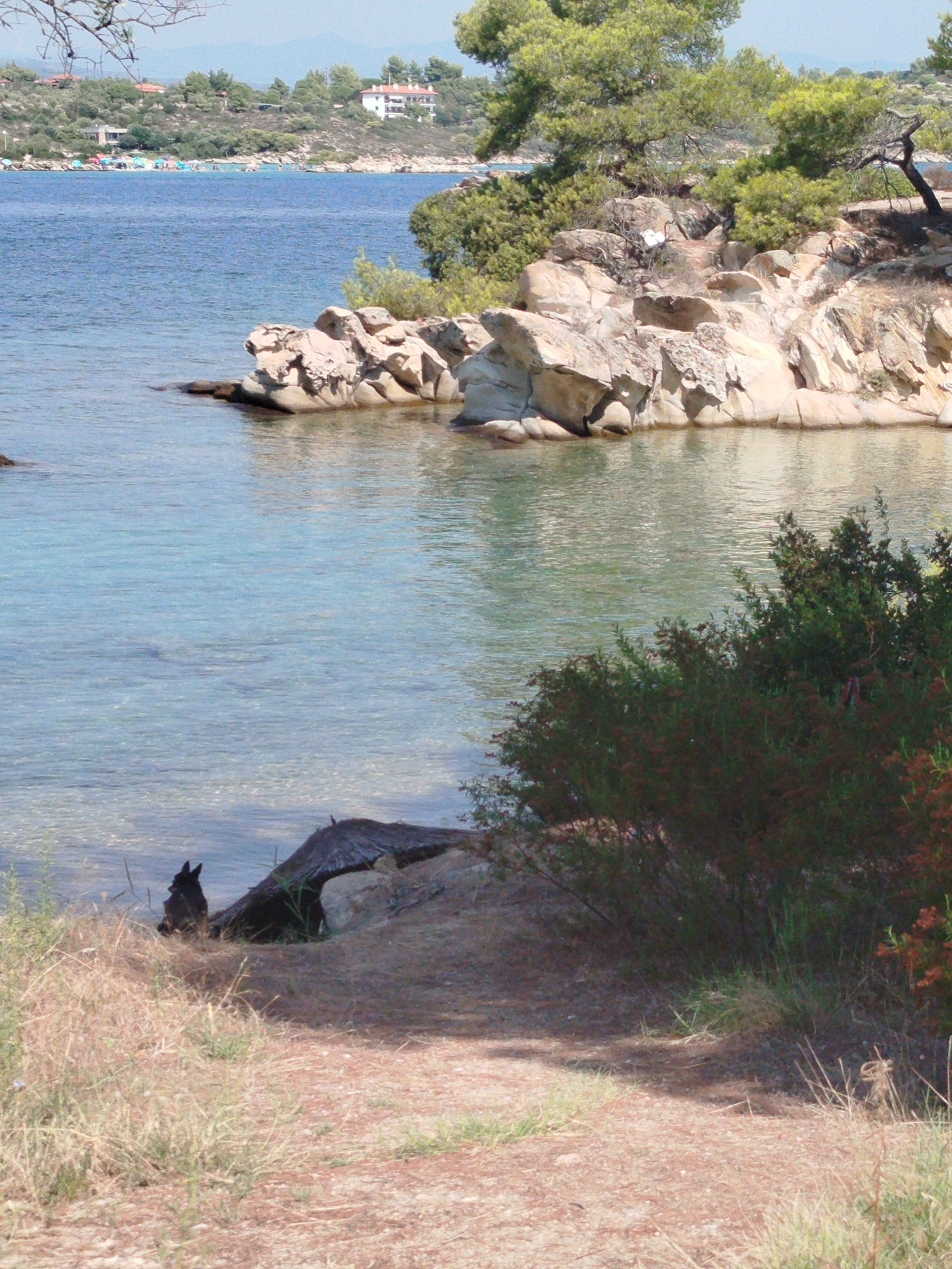 The image depicts a scenic coastal view in Sithonia Municipal Unit, Greece. In the foreground, a path leads down to the water, with dry grass and scattered pebbles on the ground. A dark, weathered piece of driftwood lies on a rocky outcrop near the shore, with a small bird perched on it. The water is clear and shallow, revealing the sandy bottom.
In the mid-ground, a rocky shoreline juts into the turquoise sea. The rocks are light brown and have a weathered, sculpted appearance. Lush green trees and bushes grow along the coastline and on the slopes above.
In the background, the sea stretches to the horizon. Across the water, the opposite shore is lined with a sandy beach dotted with colorful umbrellas, suggesting a recreational area. Beyond the beach, hills covered in dense green vegetation rise, with several white buildings featuring red-tiled roofs visible among the trees. The sky is a pale blue, indicating a clear day.