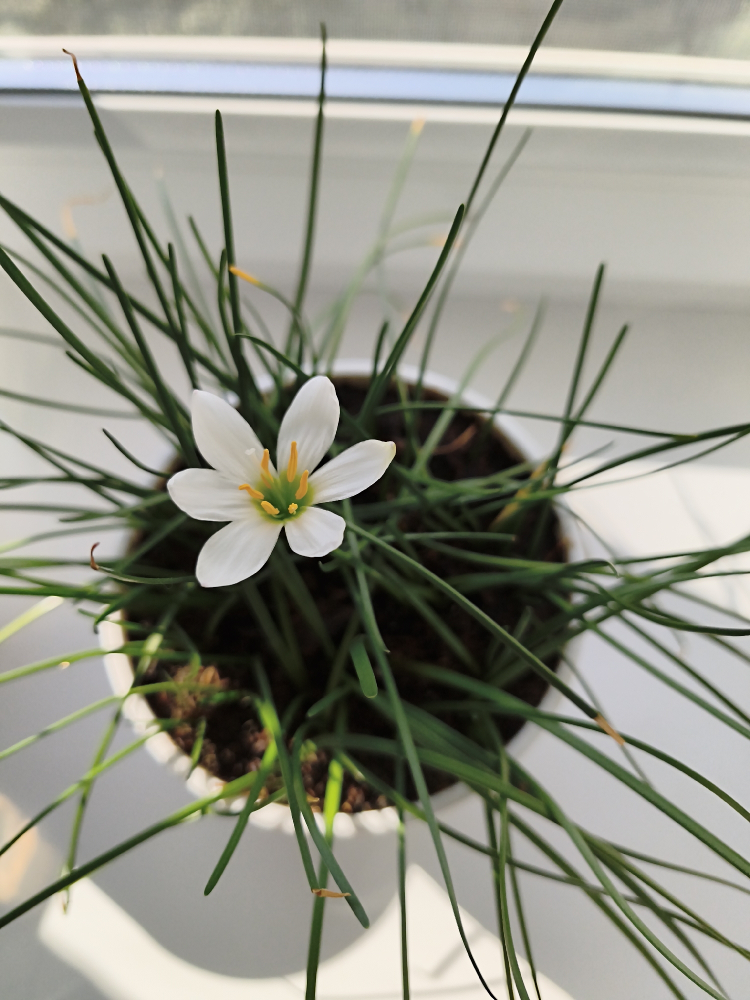 A close-up, overhead shot captures a single white flower with yellow stamens in the center of a potted plant. The flower has six delicate petals and is surrounded by numerous thin, green, grass-like leaves. The plant is in a white pot, which sits on a white surface, possibly a windowsill. The background is blurred, showing a white ledge and a hint of a blue sky through a window. Sunlight streams in, casting shadows on the white surface. The image appears to be taken indoors, with the plant positioned near a window.