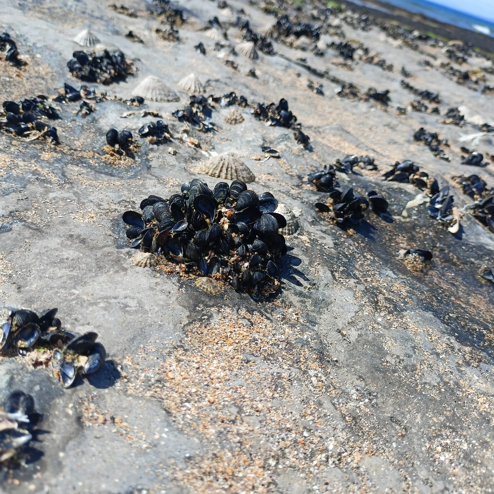 The image shows a cluster of dark mussels attached to a large, grey rock at Fanore Beach in Fanore, Ireland. The rock is covered in sand and small shells, suggesting it is in a tidal zone. In the background, more mussels and shells are scattered across similar rocks, and the ocean is visible as a thin blue line at the top of the frame. The lighting indicates it is daytime, with shadows cast by the mussels on the rock.