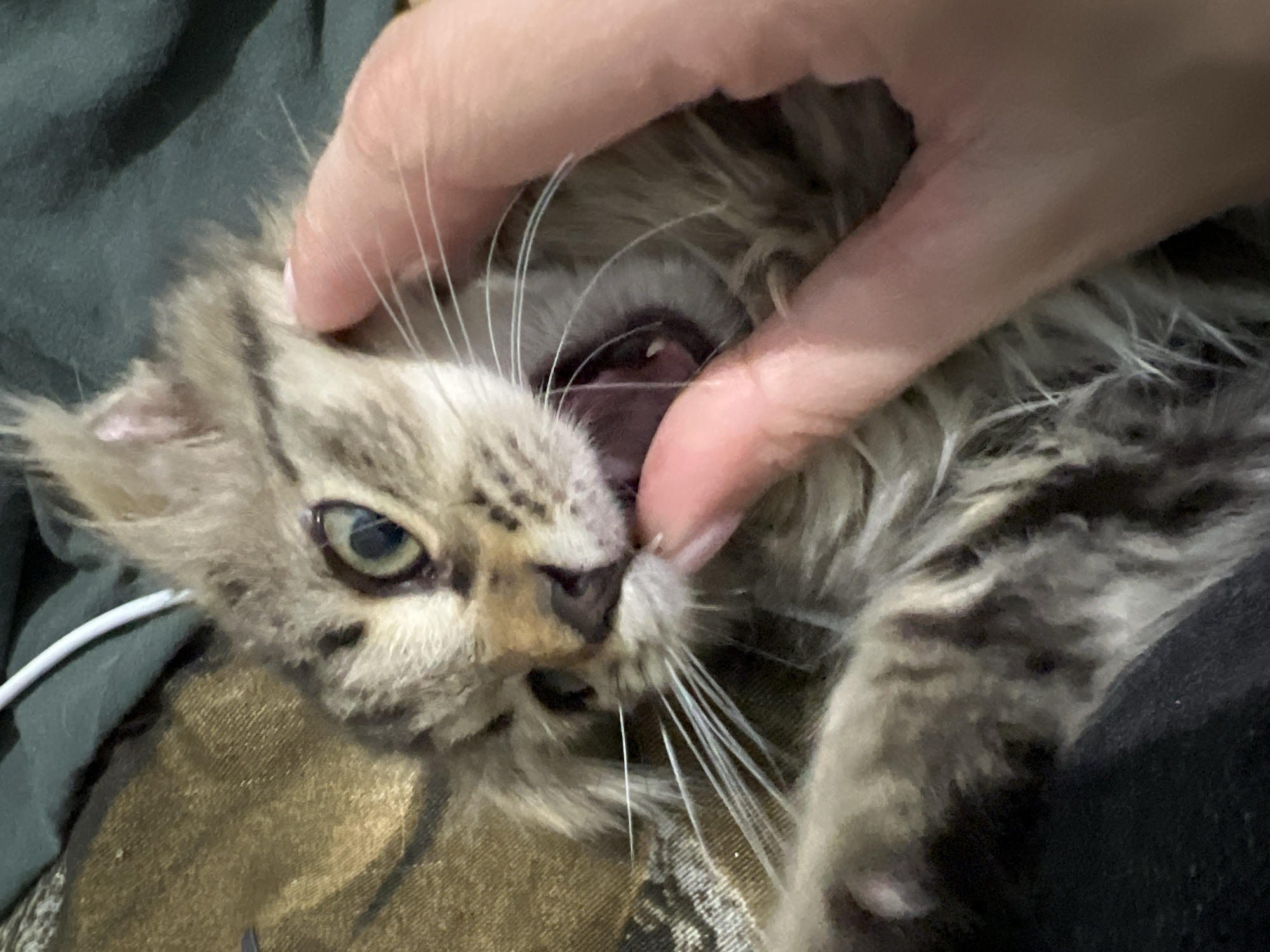A close-up, slightly blurry, eye-level shot captures a fluffy, striped tabby kitten playfully biting a human finger. The kitten's mouth is open, revealing small teeth and a pink tongue. Its green eyes are wide, and its whiskers are prominent. The human finger is partially obscuring the kitten's face. The background consists of a dark green fabric, possibly a blanket or clothing, and a textured brown surface, likely a couch or chair. The scene appears to be indoors, with no indication of the city of Smolenskaya, Russia.