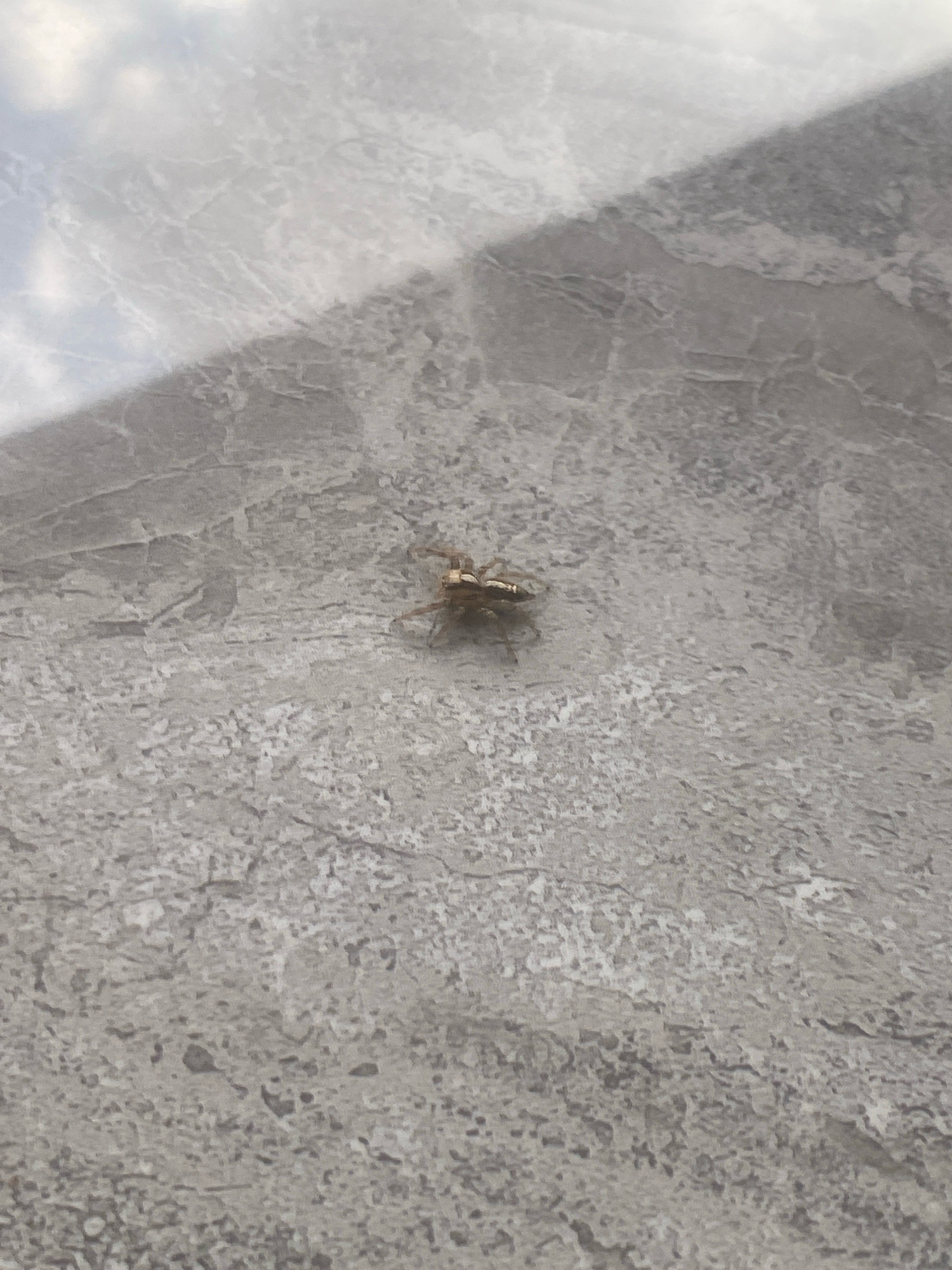 A light-colored, eight-legged spider is centrally located on a textured, gray surface. The surface appears to be made of stone or concrete, with an uneven, mottled pattern. A shadow is cast diagonally across the upper left portion of the image, obscuring part of the background which seems to reflect light. The spider is small, with visible legs and a segmented body. The overall lighting suggests an outdoor environment. The image is a close-up shot, with the spider being the primary subject.
