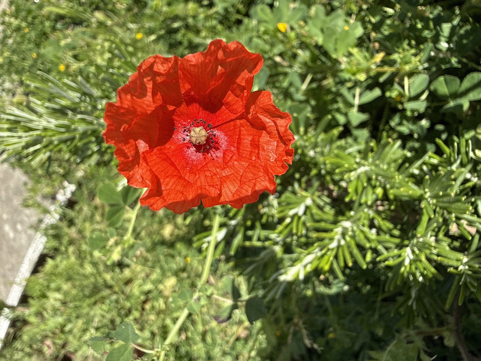 A close-up shot reveals a vibrant red poppy in full bloom, its petals displaying a delicate, crinkled texture. The center of the flower is adorned with a pale yellow, stamen-covered disk. The poppy is nestled among lush green foliage, including clover with three-leaf configurations and another type of plant with fine, needle-like leaves. The scene is set outdoors, with a hint of a light-colored stone surface visible in the lower-left corner, suggesting a path or structure. The setting is Zelenika, Montenegro.
