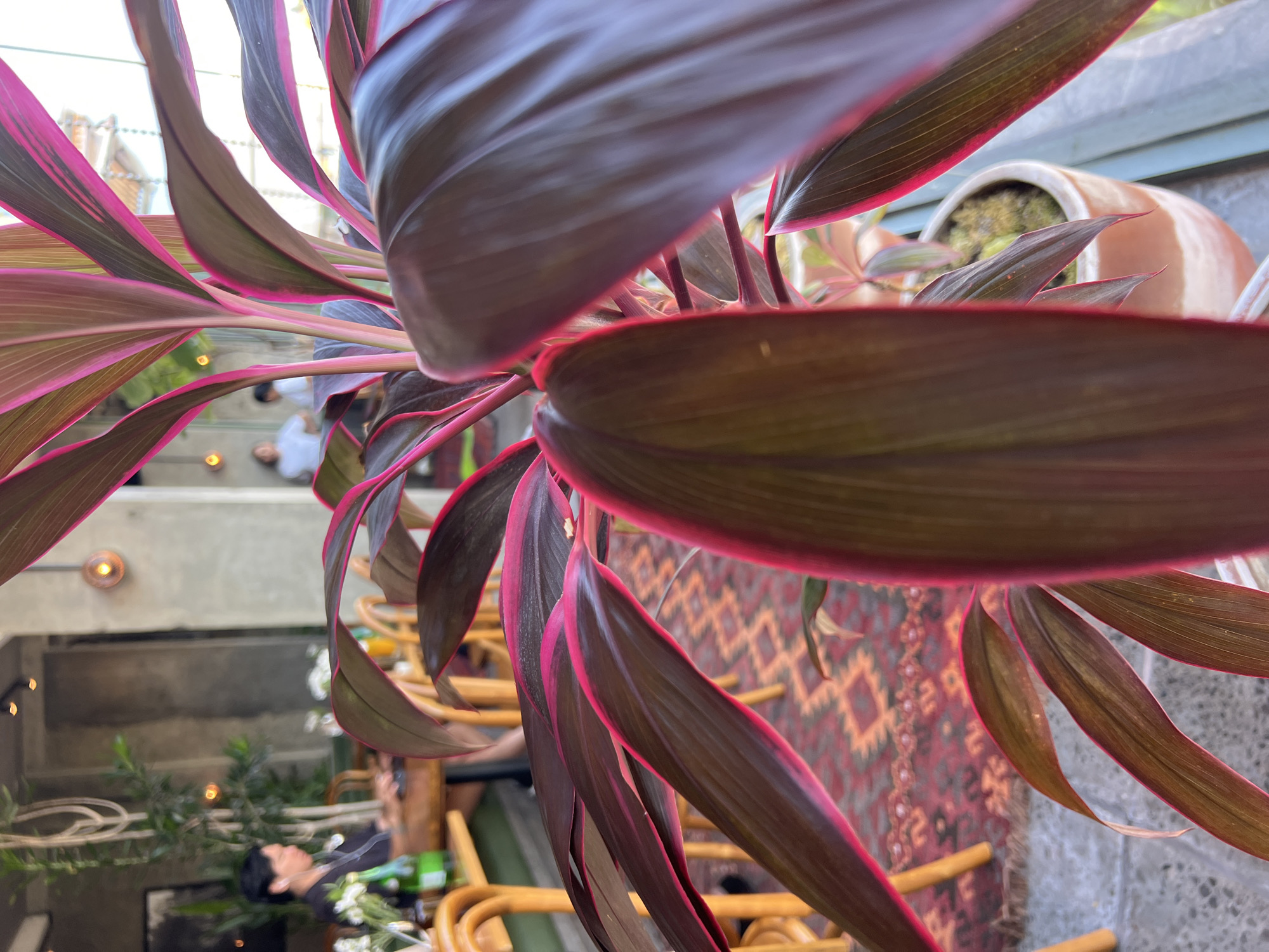 This image depicts an indoor cafe setting, possibly in Mengwi, Indonesia, with a close-up view of a tropical plant in the foreground. The plant has large, dark purple leaves with vibrant pink edges, obscuring much of the background.
In the background, through the leaves, a person with short black hair wearing earbuds and a black top is seated at a wooden table, appearing to work on a laptop. The table has a green bottle and some white flowers in a vase. Wooden chairs with woven seats are visible around the table, as is a patterned rug on the floor.
Further in the background, two individuals are seen standing. One is wearing a white t-shirt, and the other, out of focus, is wearing a lighter-colored top. The cafe has a modern aesthetic with concrete walls and industrial-style lighting fixtures. The overall atmosphere suggests a relaxed and contemporary dining or working environment.