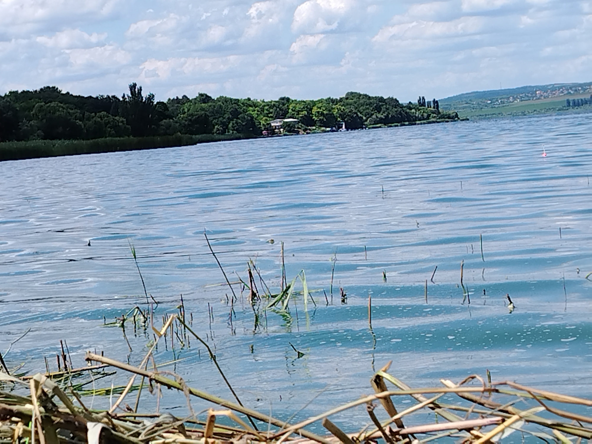 The image depicts a scenic view of a body of water, likely a lake or a large river, with a tree-lined shore in the background. The water is calm with gentle ripples reflecting the cloudy sky. In the foreground, dry reeds and branches are visible, partially submerged in the water, suggesting a natural, untamed environment. On the far shore, a dense forest stretches across the landscape, with some buildings and structures peeking through the trees, indicating a human settlement. Further in the distance, rolling hills with scattered houses and fields form a panoramic backdrop. A small, pink fishing float is visible on the surface of the water to the right of the frame, implying recreational activity. The overall impression is one of tranquility and natural beauty, with a hint of human presence on the periphery. The image is taken in Vatra, Moldova.
