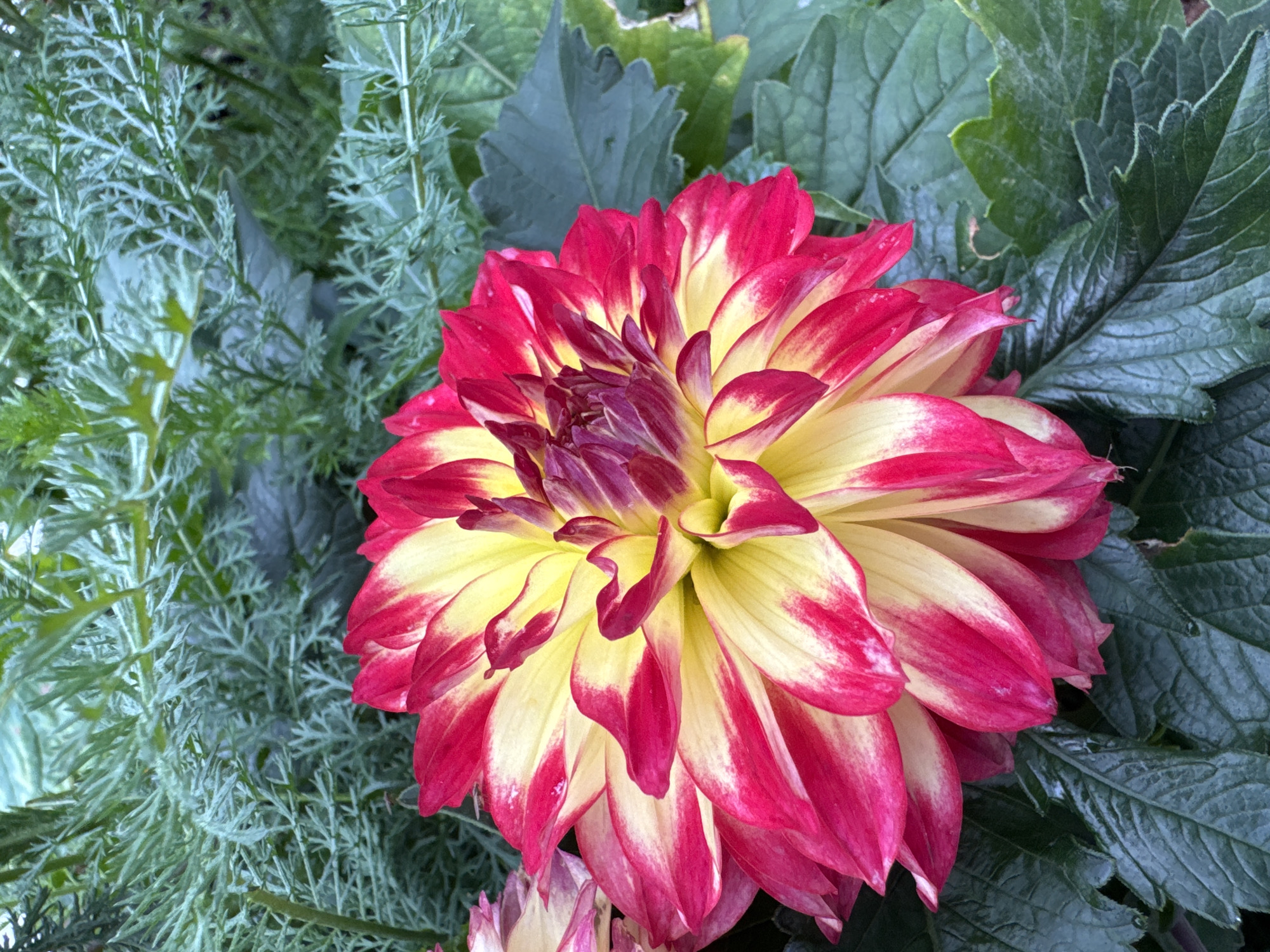 A close-up, eye-level shot captures a bi-colored dahlia flower in full bloom. The flower's petals transition from a vibrant yellow at the center to a deep pink at the edges. The dahlia is partially obscured by dark green, textured foliage, and feathery, pale green leaves form the background. There is no indication of human presence or activity within the frame, nor any discernible connection to Zelenaya Roshcha, Russia.