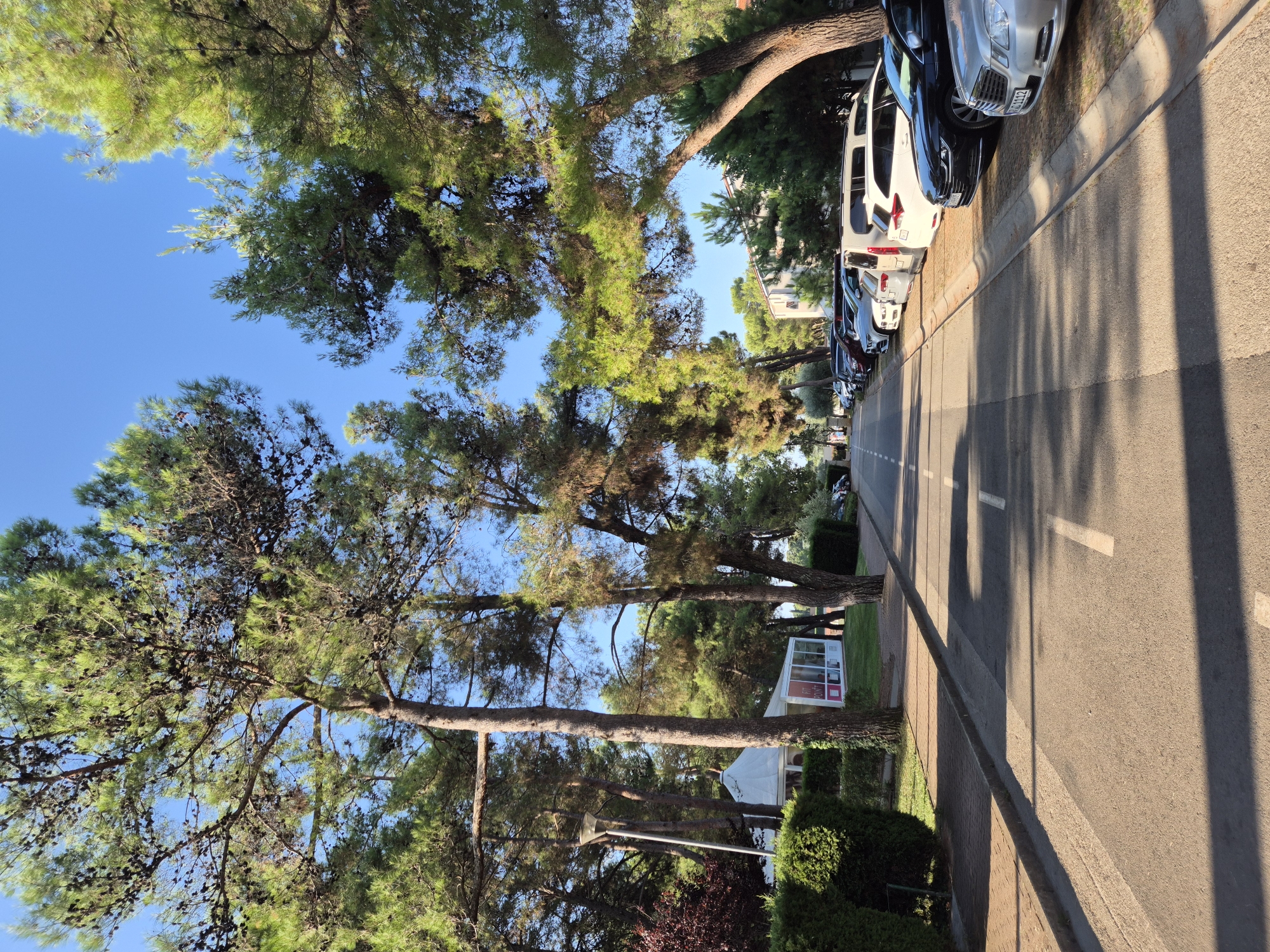 The image depicts a tree-lined street with parked cars and buildings in Umag, Croatia. In the foreground, an asphalt road runs towards the distance, flanked by a sidewalk on the left and a parking area on the right. Tall pine trees with dense foliage overhang the road, casting shadows. On the left side of the road, there's a neatly trimmed hedge, followed by a white tent structure with a sign displaying "FIT POINT" in red lettering, and a building with windows. The right side of the road is lined with numerous parked cars, including sedans, SUVs, and a van. The background reveals more trees and buildings, suggesting a developed area. The sky is clear blue. The scene appears to be a sunny day.