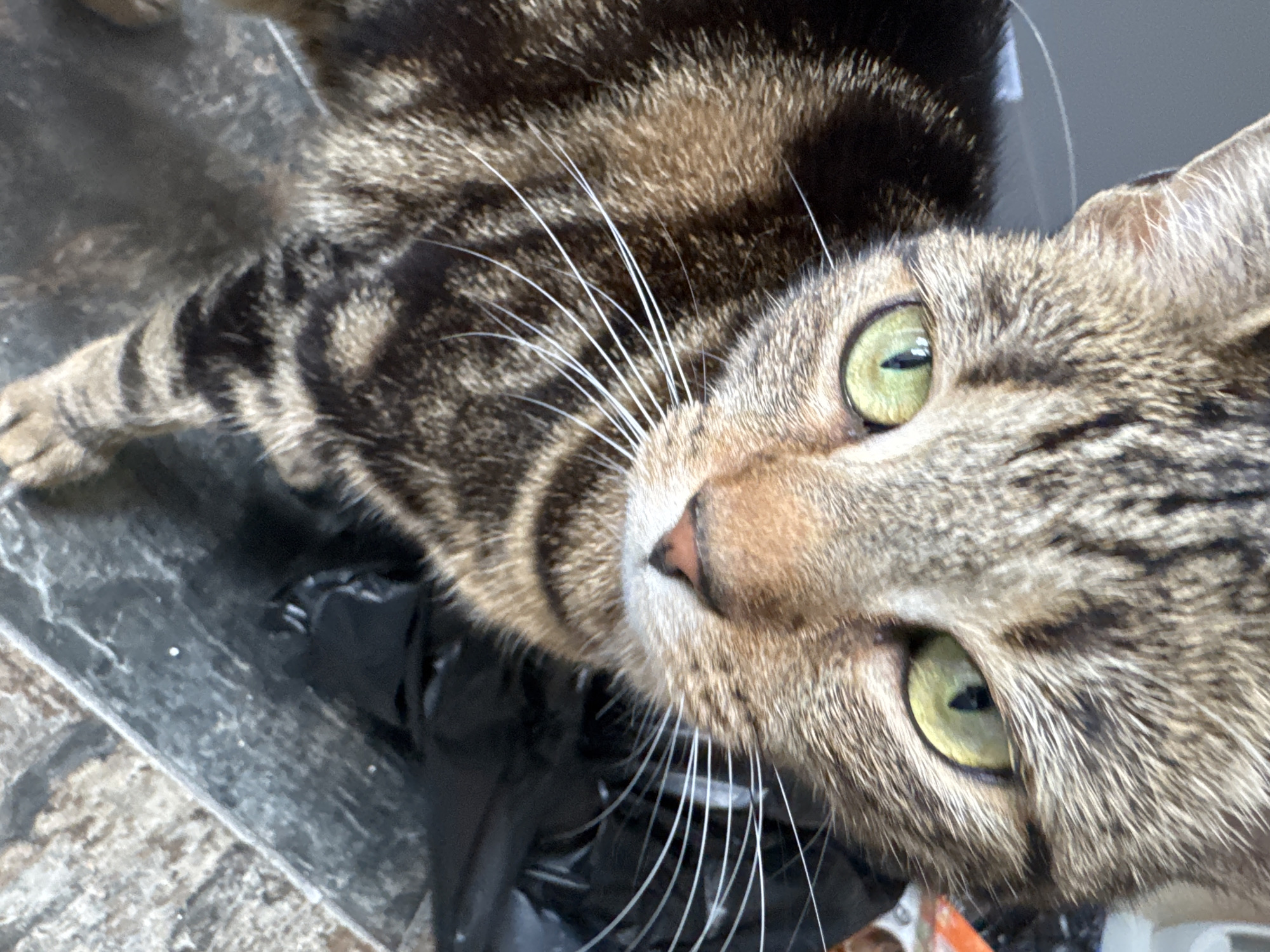 A close-up, high-angle shot depicts a tabby cat. The cat has green eyes and a pink nose. The cat's fur is brown and black with white whiskers. The background is a dark surface with some visible debris. No information about location (Desborough, United Kingdom) is discernable in the image.