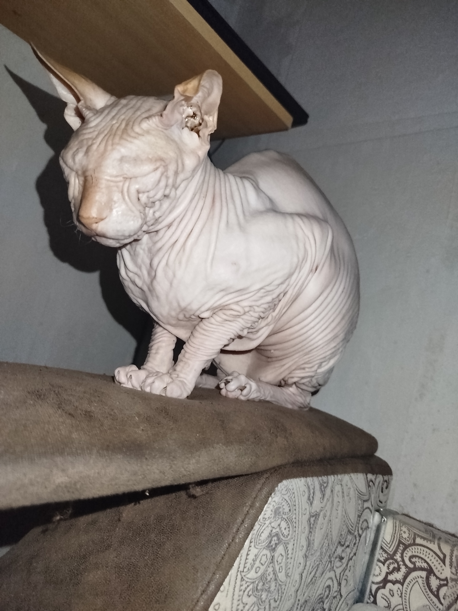A hairless cat, possibly a Sphynx, is perched on a brown, upholstered surface. The cat is light pinkish-beige with visible skin folds. Its ears are large and pointed, and its eyes are closed. The background is a plain gray wall, with a wooden shelf visible in the upper portion of the image. The lighting is dim, casting shadows on the wall behind the cat. The scene appears to be indoors, likely a domestic setting. There is no information to suggest the location is the city of Zavodoukovsk, Russia.