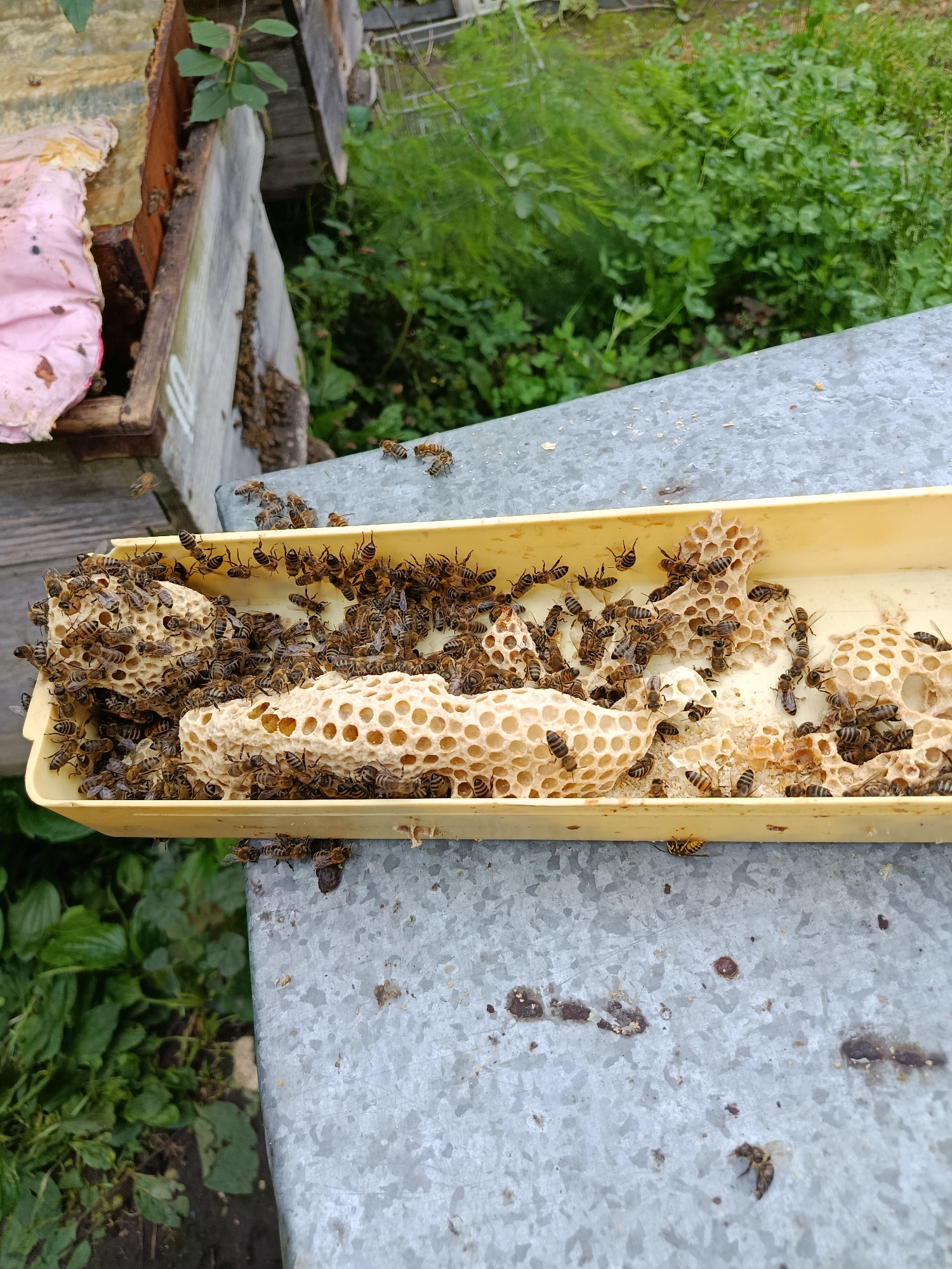 The image shows a close-up view of a yellow plastic tray filled with bees and pieces of honeycomb. The tray is positioned on a weathered, corrugated metal surface, possibly a table or part of an outdoor structure. Numerous bees are actively crawling over the honeycomb fragments and the tray itself. In the background, a portion of a wooden beehive is visible, along with lush green vegetation, suggesting an outdoor, possibly rural or garden setting. The lighting indicates daylight. The specific location of Смілавіцкі сельскі Савет, Belarus, is provided as context but is not visually discernible from the image content.