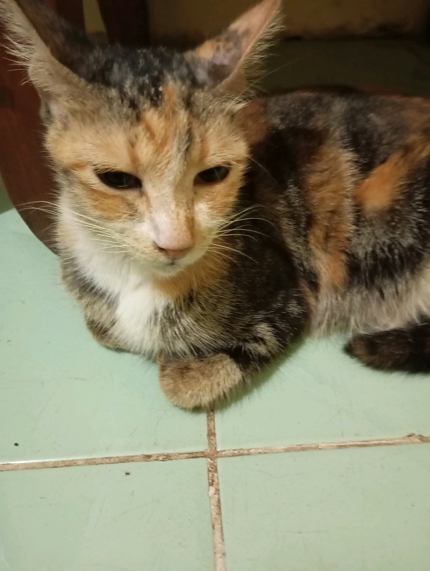 A calico cat with patches of black, orange, and white fur is lying down on a light green tiled floor. The cat is looking down and to the right with its eyes partially closed. Its ears are pointed upwards and slightly to the side. The background is blurred, showing a dark brown object and a dark wall. The image is taken from a slightly elevated angle. The tiled floor is clean with visible grout lines. There are no people present in the image. The setting appears to be indoors, possibly a home environment, given the domestic cat and the tiled flooring which is common in Indonesian homes, including in Balikpapan, East Kalimantan, Indonesia.