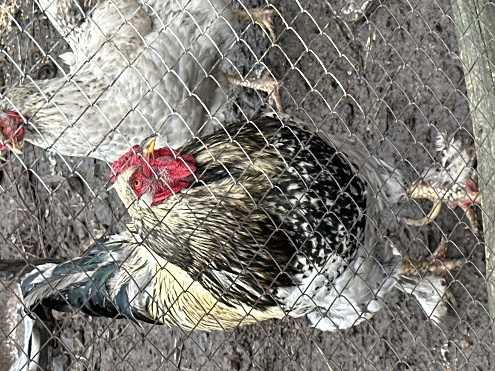 A rooster stands behind a chain-link fence in what appears to be an outdoor enclosure. The rooster is predominantly white with black and tan markings on its body and tail feathers. It has a red comb and wattles. In the background, another chicken, mostly white with some speckled markings, is visible. The ground is dirt and appears somewhat damp. The image was taken in an unknown location within an unknown city.