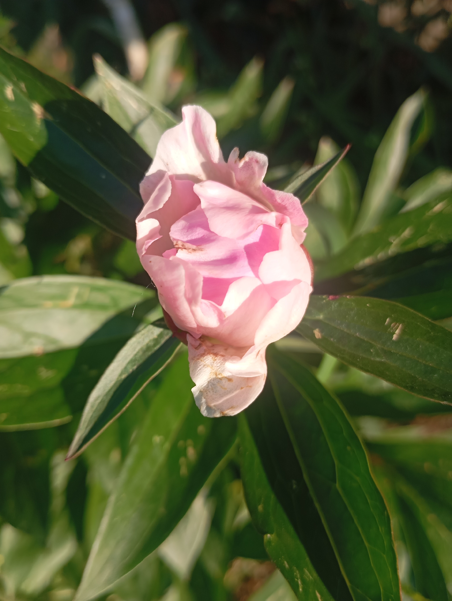 A close-up, high-angle shot captures a partially opened pink peony bud surrounded by lush green foliage. The bud, predominantly a soft pink with lighter white accents, is centrally positioned. Delicate, almost translucent petals unfurl, revealing deeper pink hues within. The surrounding leaves are a vibrant, dark green, with visible veins and some subtle imperfections. The lighting suggests it is daytime, with sunlight casting shadows and highlighting textures. The background consists of more blurred greenery, indicating an outdoor environment. The scene is likely in Sofiivska Borshchahivka, Ukraine, given the context.