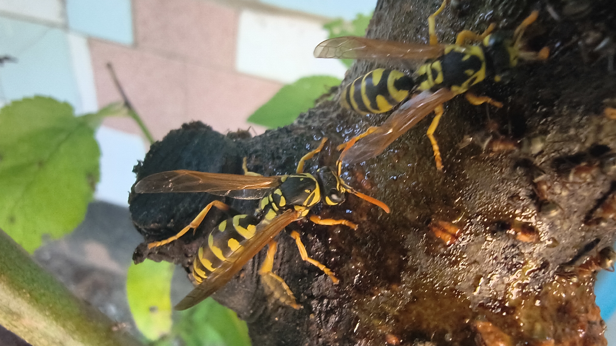 This is a close-up, horizontal shot of two yellow and black wasps on a wet, dark brown, textured surface, possibly bark or a similar organic material. The wasp in the foreground is facing left, its body segmented with distinct yellow bands. It has translucent, veined wings and yellow legs. The wasp in the background is positioned higher and to the right, also showing its yellow and black markings and wings. The surface they are on appears damp and reflects light in places, suggesting it is moist or sticky. In the blurred background, there are hints of green foliage and a tiled or patterned surface in pastel colors. The lighting suggests an outdoor, possibly natural, environment. No specific location in Mikhaylovka, Russia is identifiable from the image.