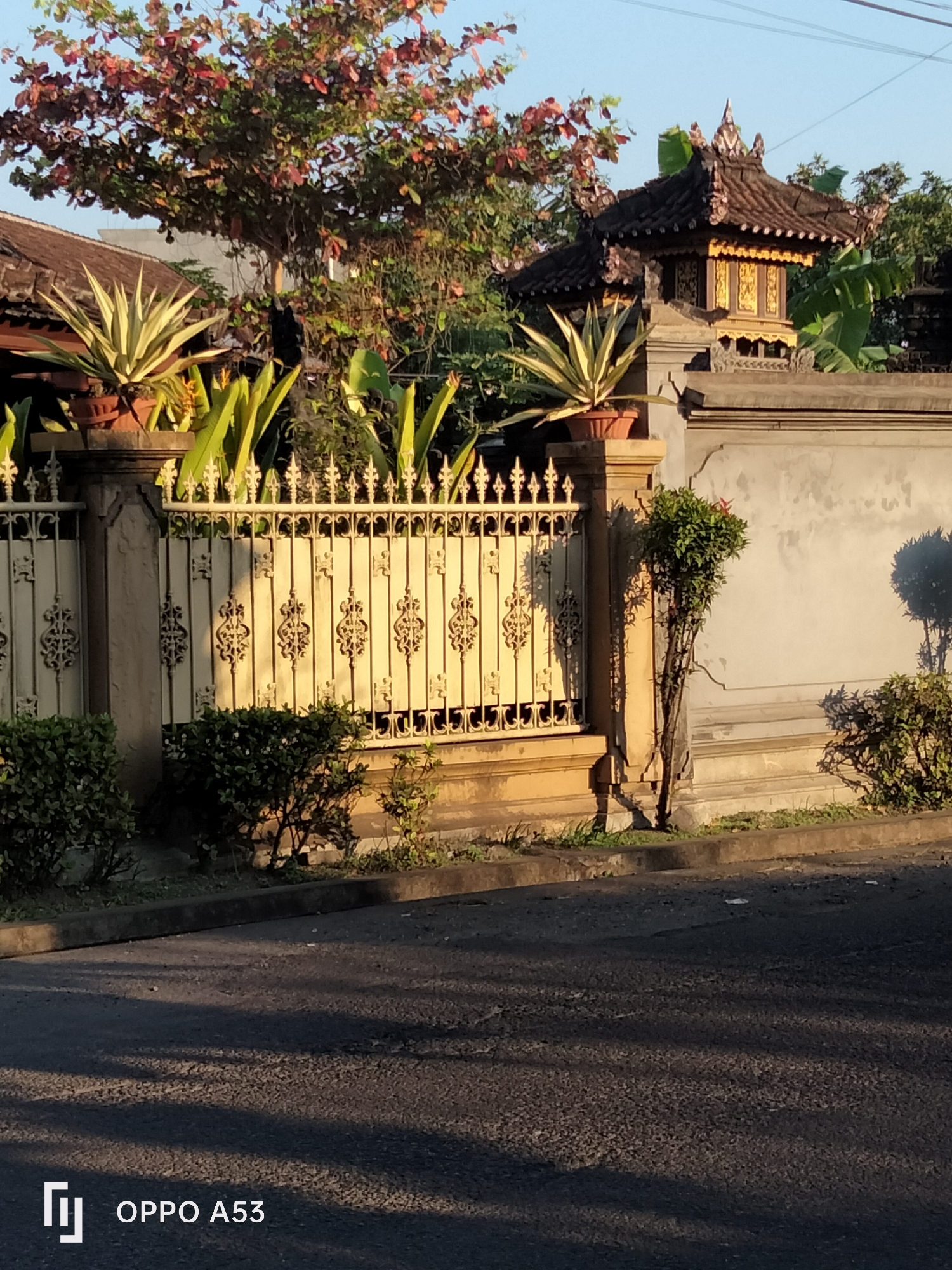 The image depicts a street scene in Denpasar, Indonesia, on a clear, sunny day. In the foreground, a paved road shows tire marks and scattered debris, with shadows cast by unseen objects creating a dappled pattern. Along the edge of the road is a concrete curb and a narrow strip of grass.
Behind the curb, a decorative metal fence with ornate scrollwork runs across the middle ground. The fence is a pale yellow and is partially shaded. To the left of the fence, a potted agave plant with variegated leaves is visible. Beyond the fence, a stone wall forms the backdrop. Atop the wall, a small, traditional Balinese temple structure with a dark tiled roof and ornate gold detailing is prominent.
A variety of trees and plants are present. To the left, a larger tree with red and green leaves overhangs the scene. To the right of the temple structure, broad green leaves, possibly from a banana tree, are visible. In front of the stone wall and along the fence line, several small, bushy green plants are planted. A thin, spindly tree with sparse foliage stands near the fence, casting a long shadow. The overall impression is of a residential area with elements of Balinese architecture and lush vegetation. The bottom left corner of the image displays the text "OPPO A53".