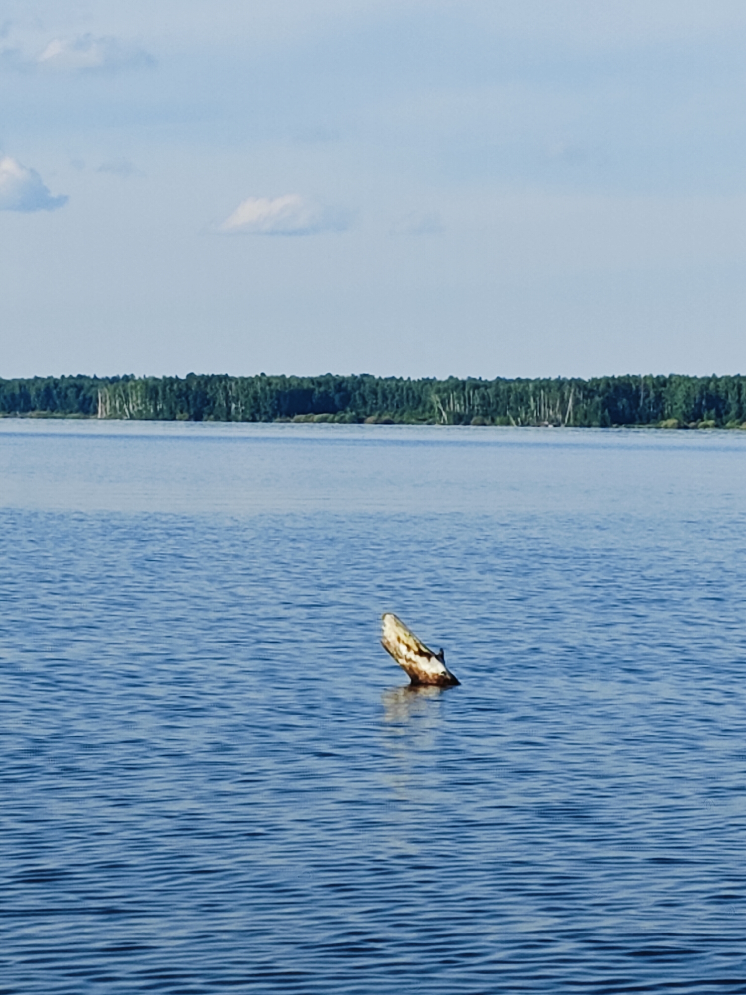 The image depicts a wide expanse of calm, blue water, likely a lake or river, under a bright sky with scattered white clouds. In the foreground, a piece of weathered driftwood emerges from the water, its lighter-colored wood contrasting with the dark water. The horizon is marked by a dense, green treeline of a forest, suggesting a natural, unpopulated area. There are no people or animals visible in the scene. The overall impression is one of serene natural beauty. The location is identified as Stepanovo, Russia.