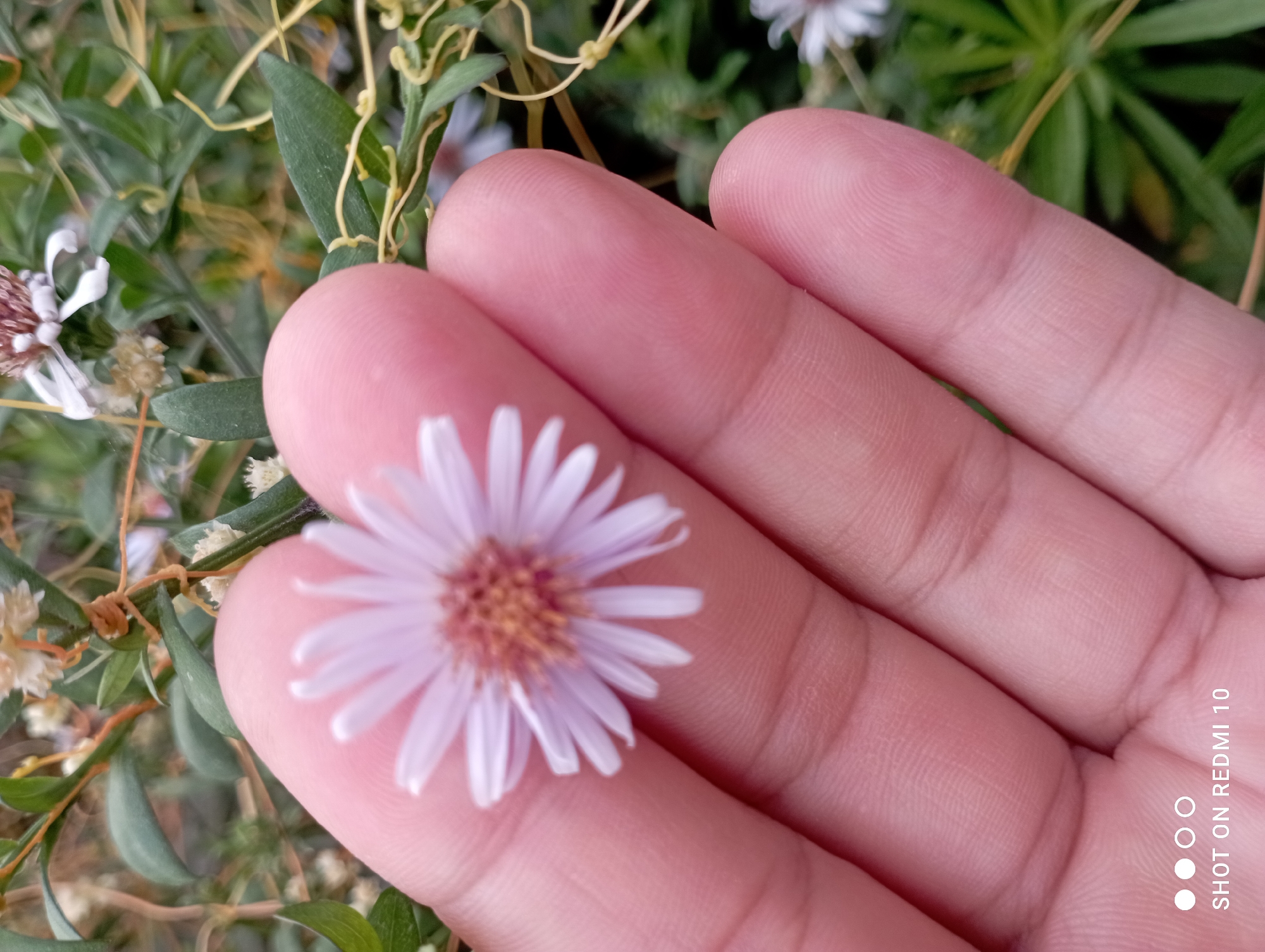 A close-up, shallow depth of field shot shows a person's hand holding a small, light purple daisy-like flower. The flower is the primary subject, with delicate white petals radiating from a brown center. The hand, which appears to be that of an adult, is positioned to cradle the flower, with fingers partially obscuring the blossom. The skin tone is fair, and the texture of the fingerprints is visible. In the background, out of focus, are green leaves and stems of plants, suggesting an outdoor environment. The lower left corner of the image contains the watermark "SHOT ON REDMI 10", indicating the device used to capture the photograph. The scene is set in the city of Taş-Kömür, Kyrgyzstan.