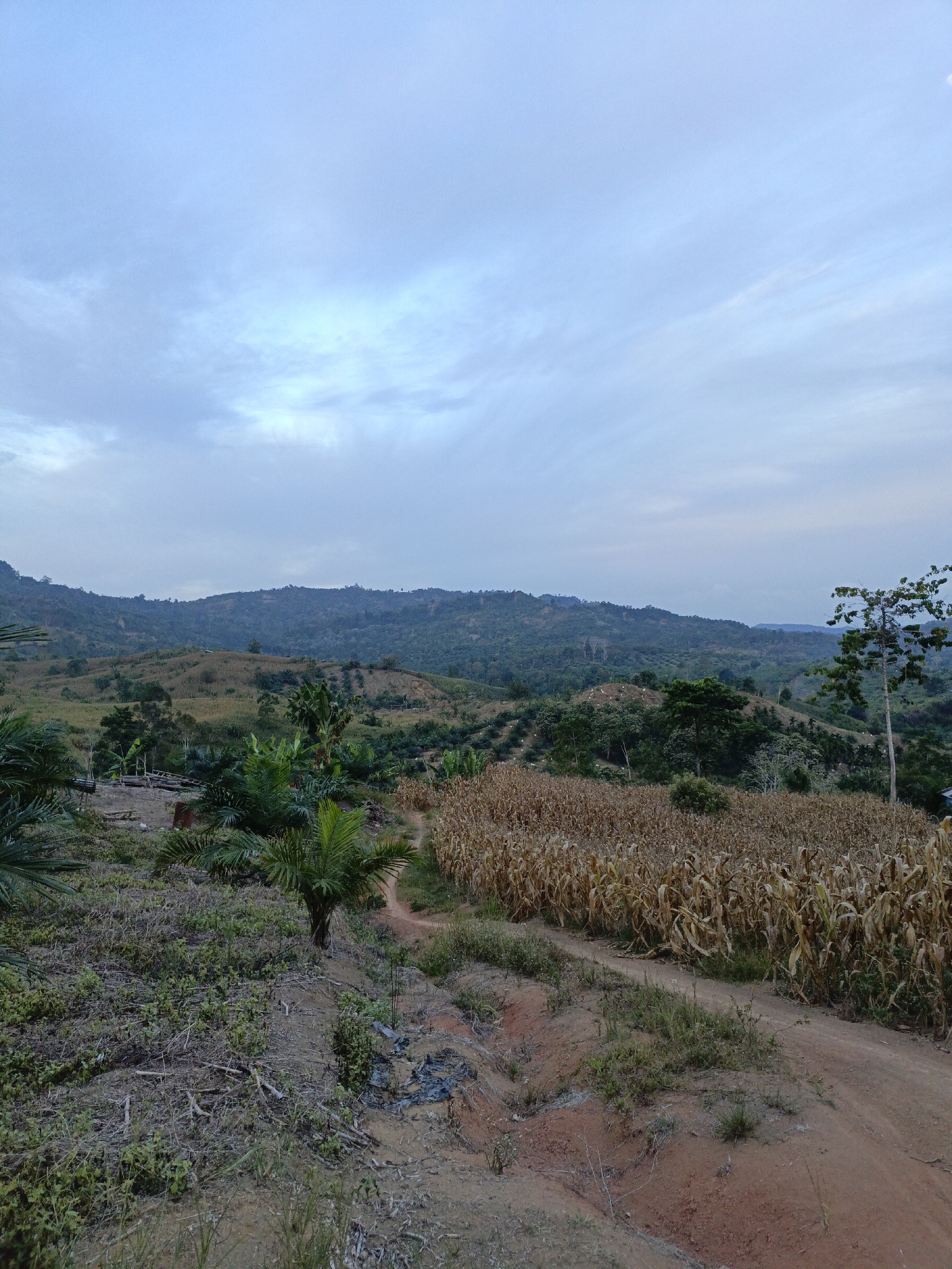 The image depicts a rural landscape with rolling hills and cultivated fields under a cloudy sky. In the foreground, a dirt path winds through a dry cornfield and an area with sparse vegetation and debris. Several palm trees are scattered throughout the scene, some appearing to be part of a plantation. In the middle ground, more fields and trees stretch across the undulating terrain. The background is dominated by a series of tree-covered hills that fade into the hazy sky. The overall impression is one of an agricultural region in a tropical or subtropical climate, likely at dusk or dawn due to the soft lighting and muted colors. There are no people or animals visible in the image.