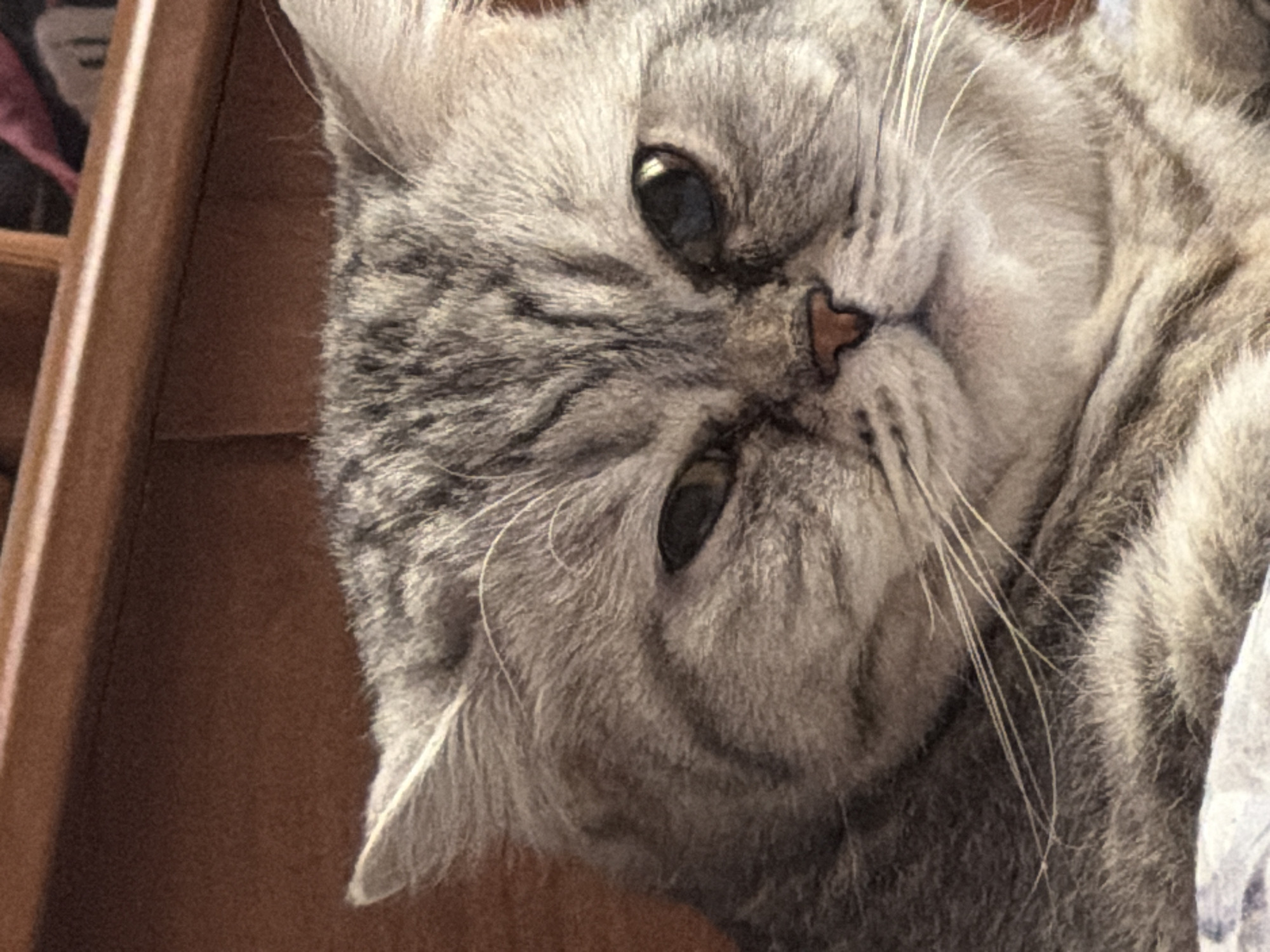 The image shows a close-up of a gray tabby cat, possibly a British Shorthair or Exotic Shorthair breed. The cat is lying on its side, with its head tilted downward towards the viewer. The cat has large, dark eyes and a small, pink nose. The background appears to be a wooden surface, possibly part of a cabinet or piece of furniture. The photo was taken in Chaikovsky, Russia.