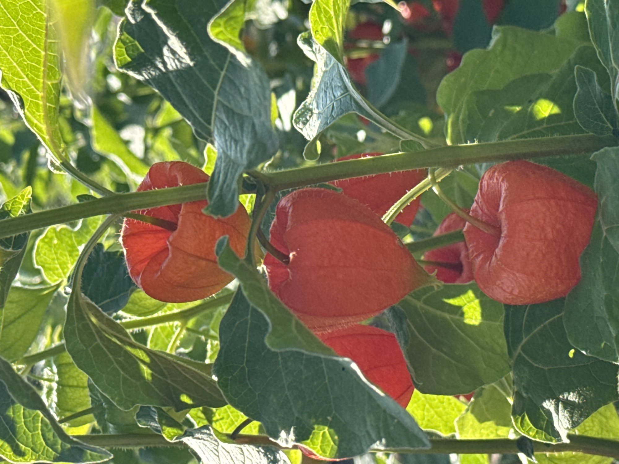 The image depicts a close-up view of Chinese lantern plants (Physalis alkekengi) in bloom, set against a backdrop of lush green foliage and dappled sunlight. The vibrant orange, lantern-like calyxes of the plants are the focal point, with their delicate papery texture and ribbed surface clearly visible. The leaves are a deep green, with prominent veins, and some exhibit a slightly ruffled edge. The sunlight filters through the leaves, creating highlights and casting shadows, adding depth and dimension to the scene. The overall impression is one of natural beauty and tranquility.
While the specific location in Basel, Switzerland is not discernible from the image itself, such plants are commonly found in gardens and parks. Considering Basel's known horticultural landscape and the presence of public gardens like the Botanischer Garten, it is plausible that this image was captured within one of these green spaces. The image captures a moment of natural vibrancy, possibly during the late summer or early autumn when the Physalis are in their most striking phase.