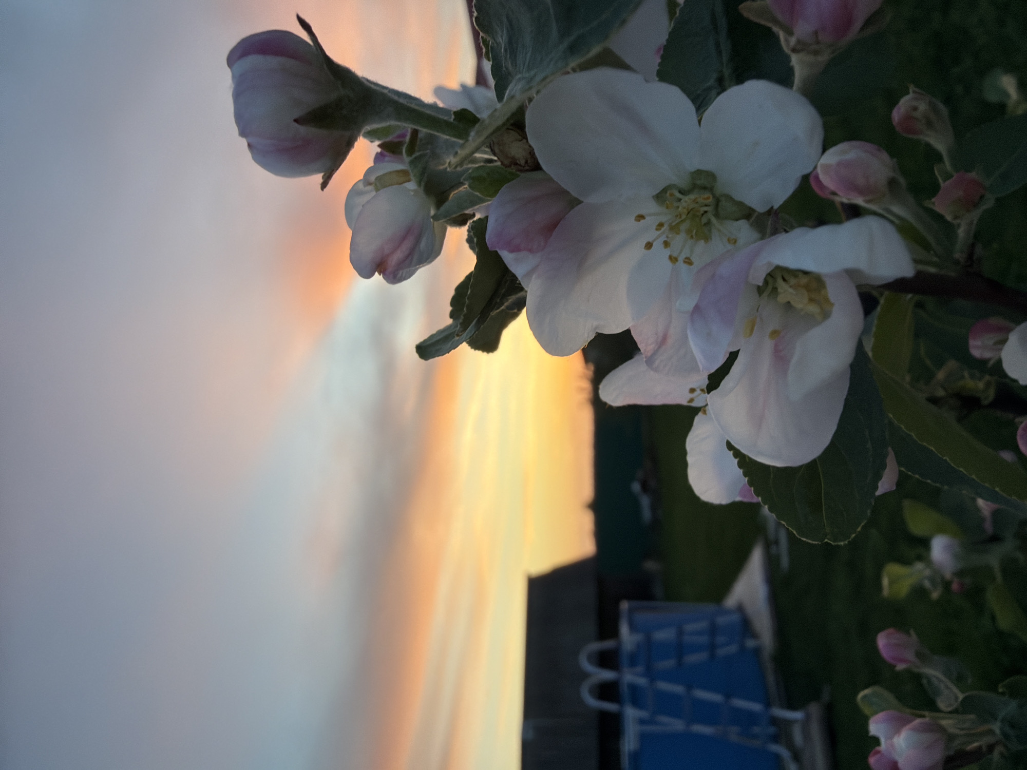 The image shows a close-up of apple blossoms with the sun in the background. The blossoms are white with hints of pink, and they have green leaves. The sunset is a mix of yellow, orange, and gray. The apple blossoms and background objects suggest the location is likely Кадряково, Russia.