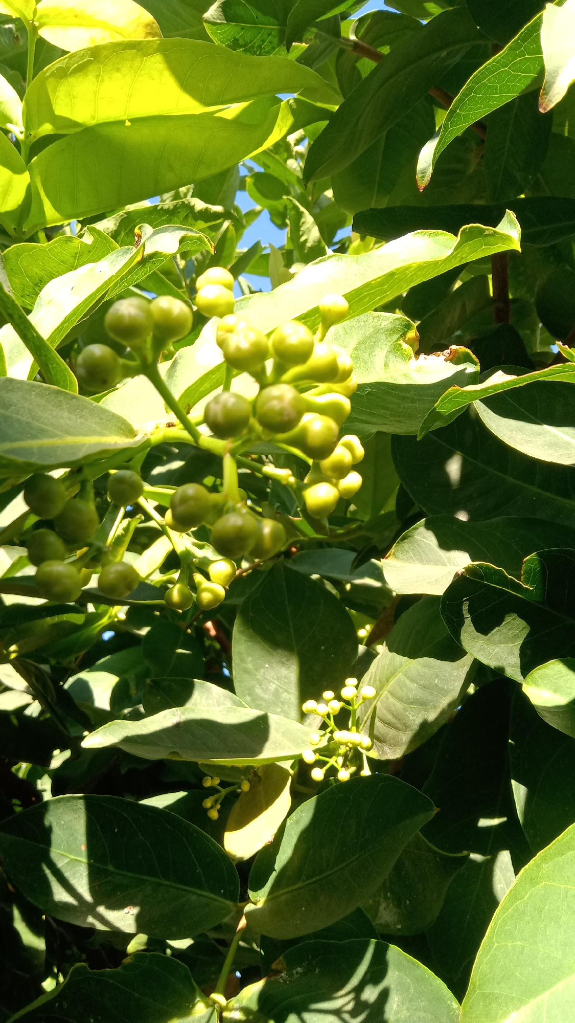The image shows a close-up view of a tree with vibrant green leaves and clusters of small, light green buds. The buds are round and tightly packed on thin stems, some appearing as individual berries or developing fruits. Sunlight filters through the foliage, creating bright highlights on the upper leaves and casting shadows on the lower ones. The background reveals glimpses of a clear blue sky. The scene is likely located in Kediri City, Indonesia, a region known for its lush vegetation and tropical climate, where such trees commonly grow. The image focuses on the natural beauty of the plant, emphasizing the detail of its reproductive structures. No people or human activity are visible.