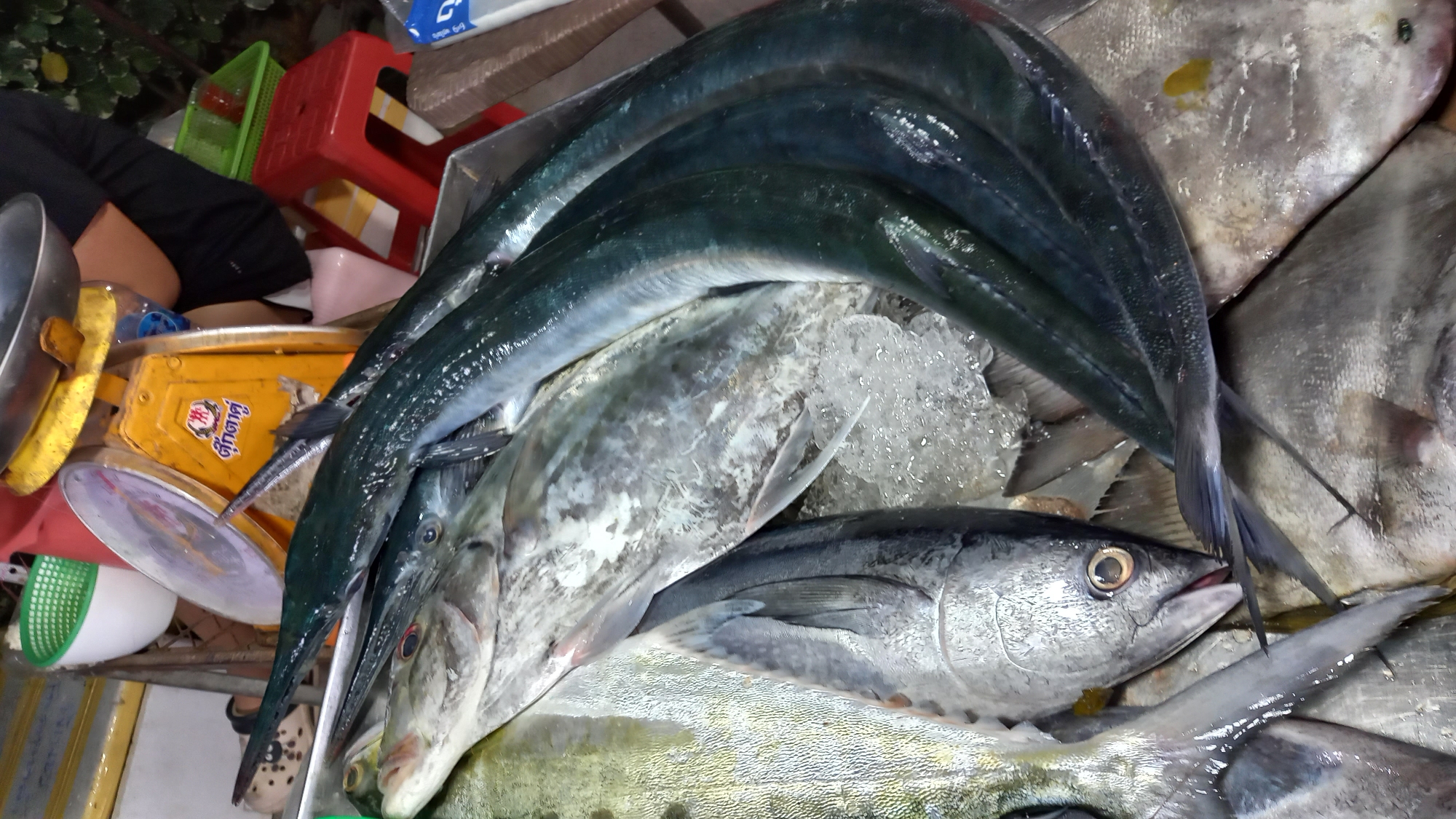 A street market stall in Koh Phangan, Thailand, displays a variety of fresh fish on ice. The foreground features a close-up of several fish, including a tuna with prominent eyes and a silver, scaled body. Behind it, larger, dark green fish with long snouts are arranged, also on ice. In the background, a yellow weighing scale with Thai writing is visible, along with a green basket and red plastic stools, suggesting a bustling marketplace. The overall scene captures the vibrant atmosphere of a local seafood market.